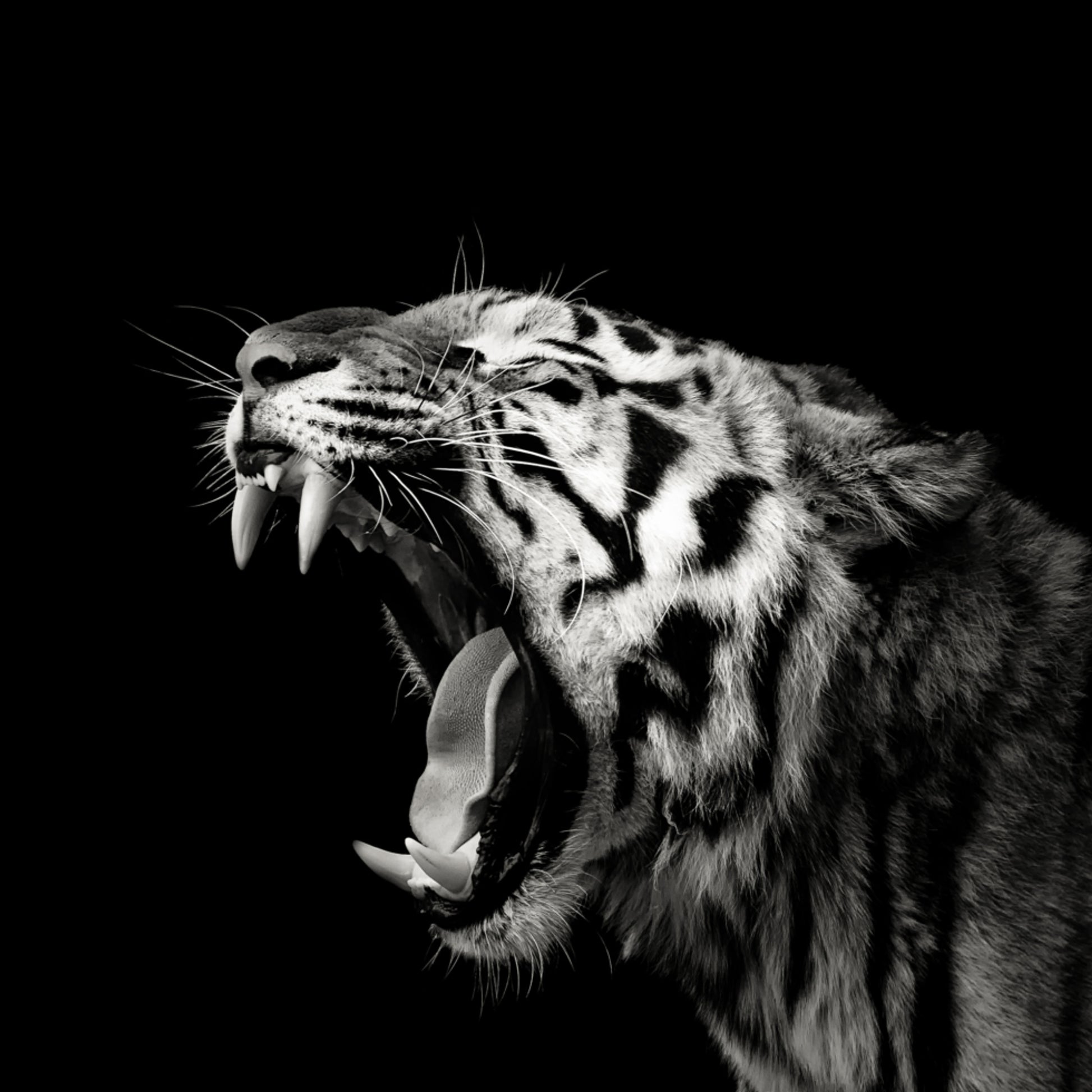 Roaring Tiger Portrait