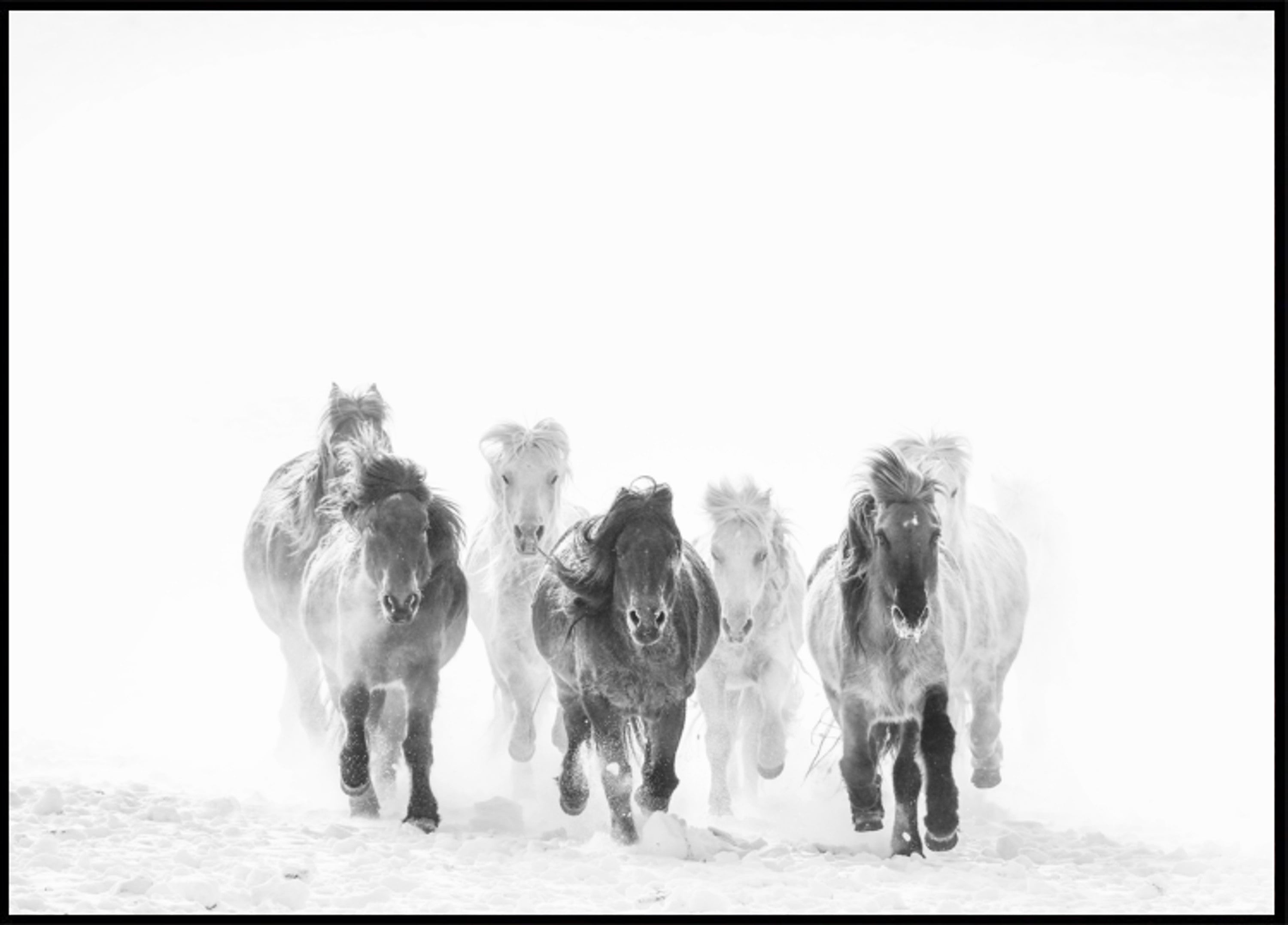 Majestic Horses Winter