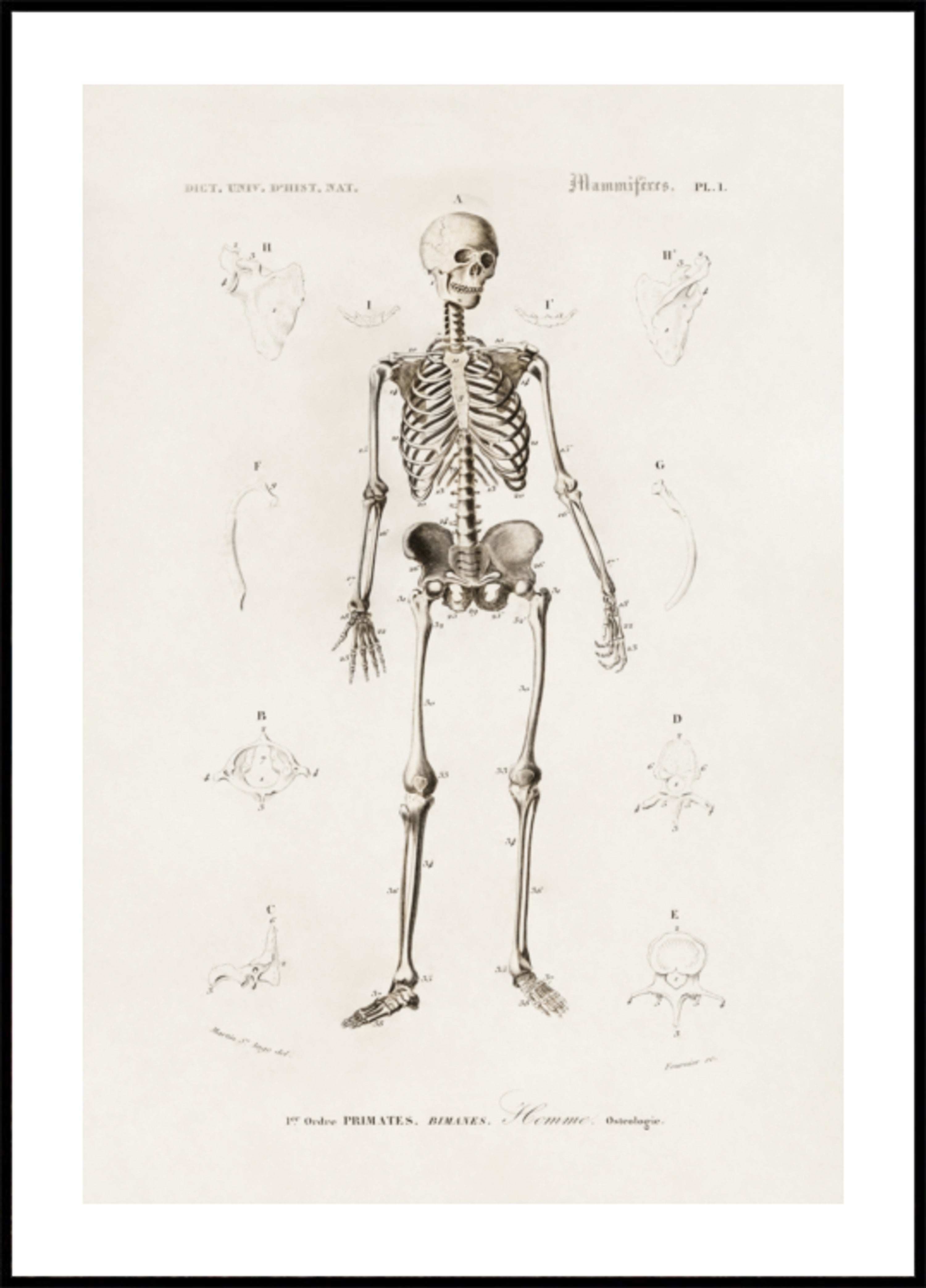 Human Skeleton