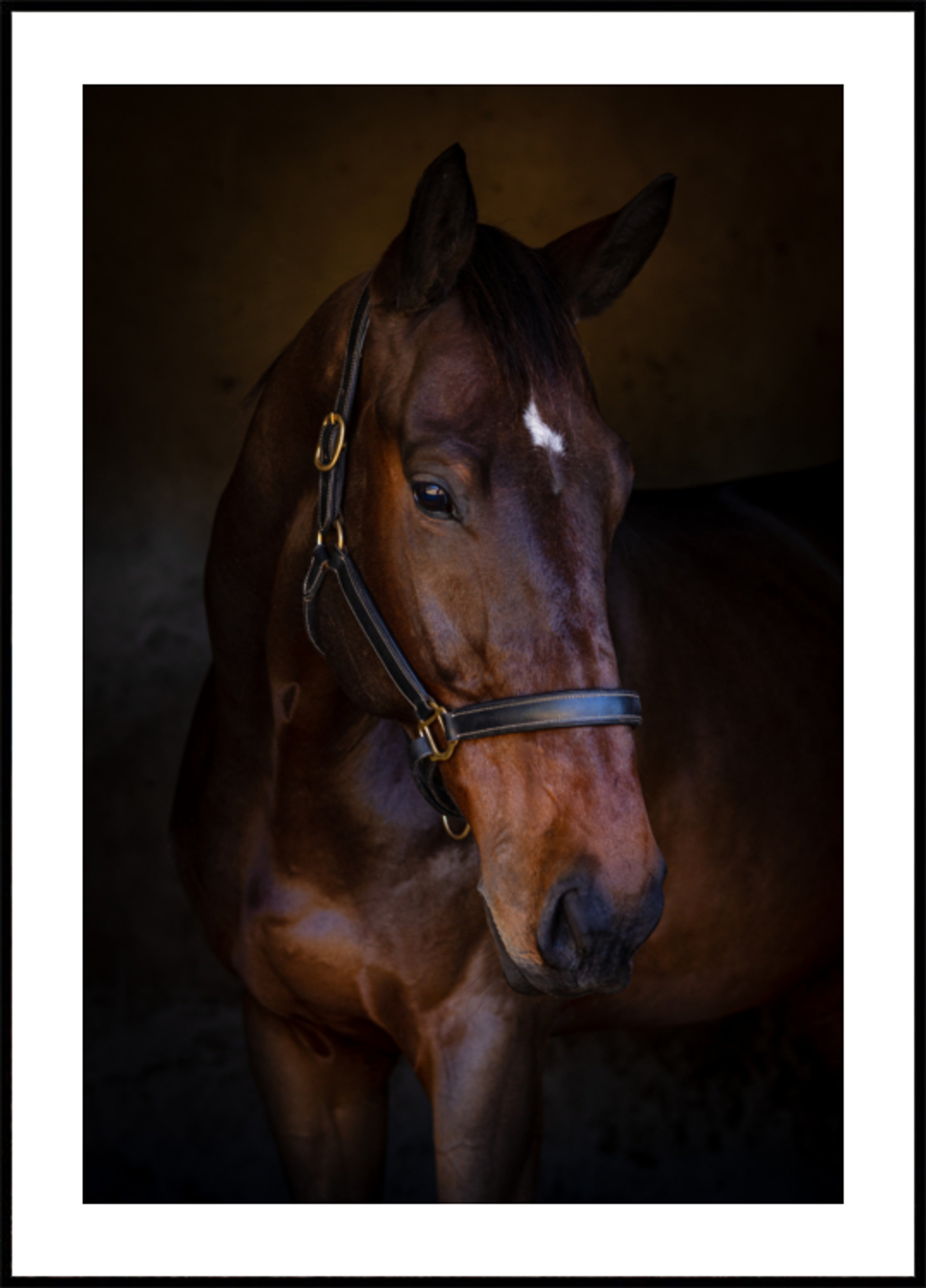 Majestic Horse Portrait