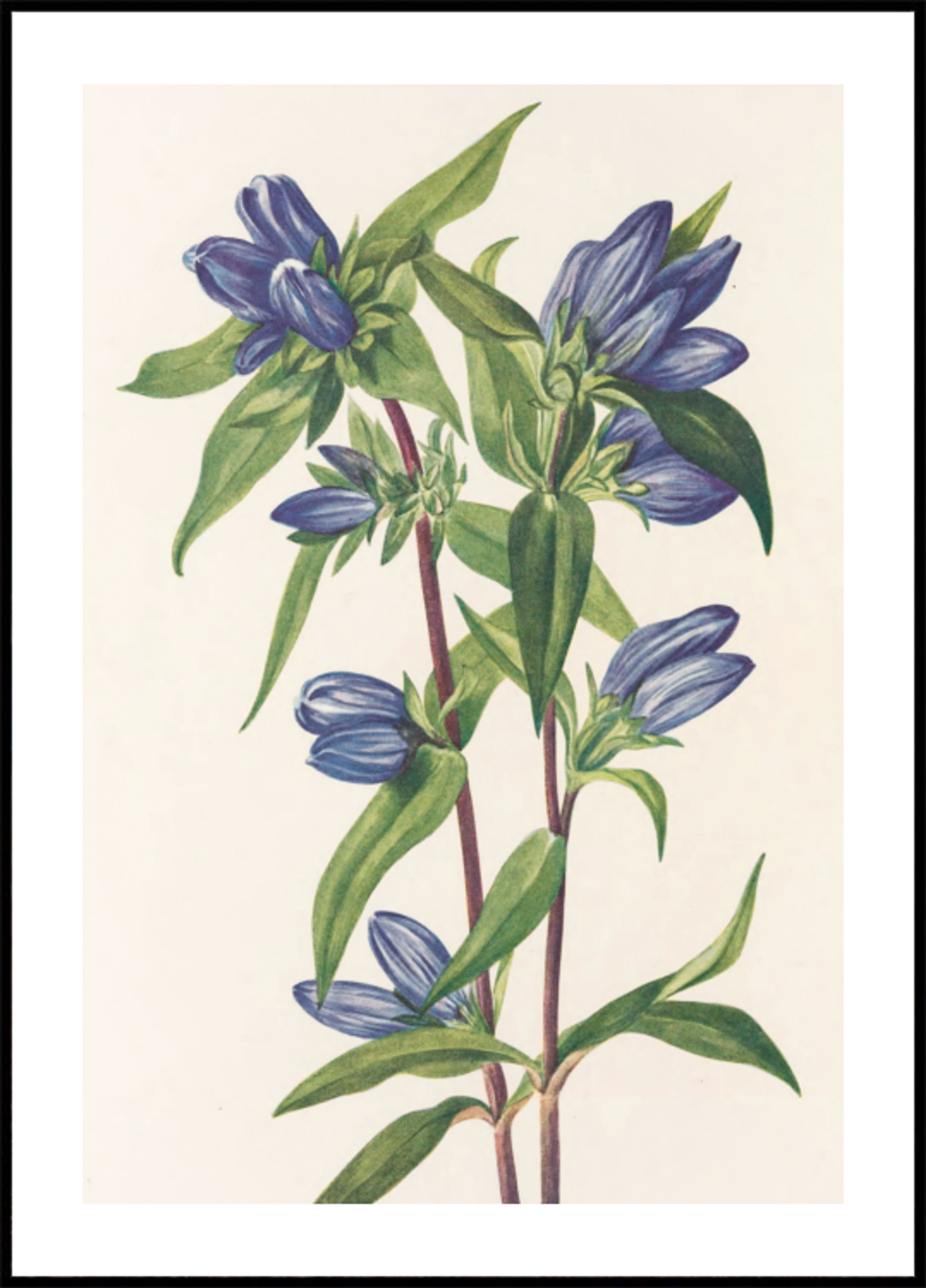 Bottle Gentian From North American Wildflowers (1925) By Mary Vaux Walcott
