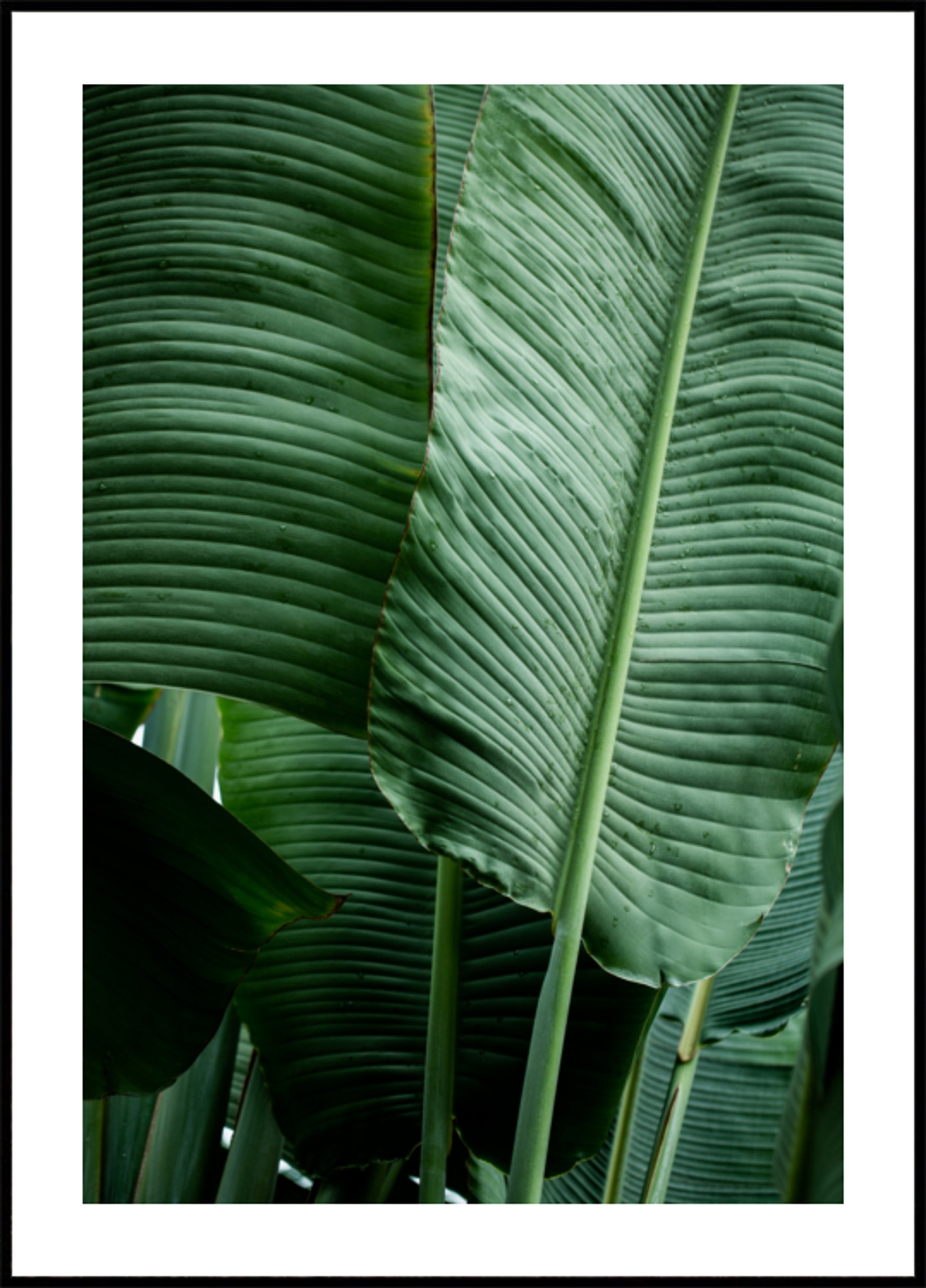 Leaves 14