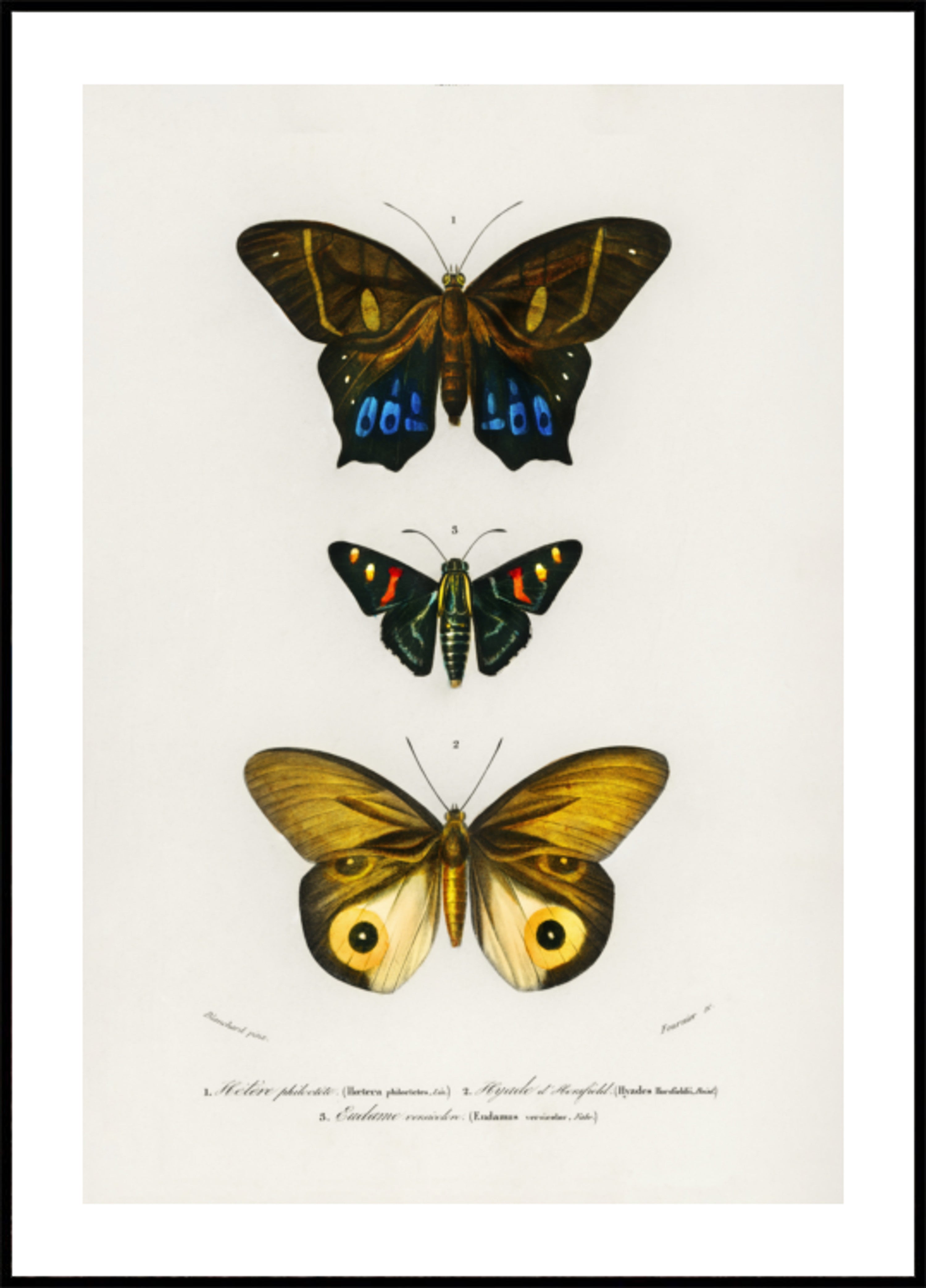 Different Types of Butterflies III