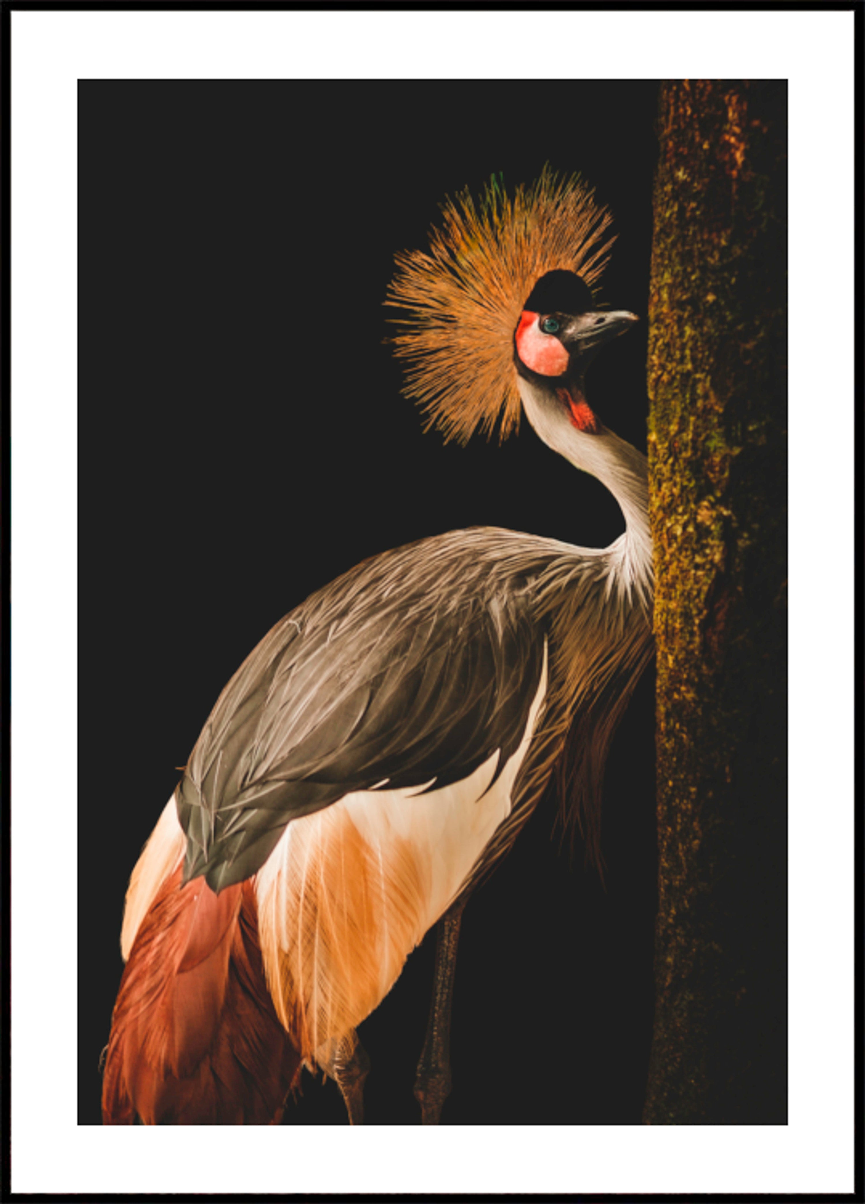 Regal Crowned Crane