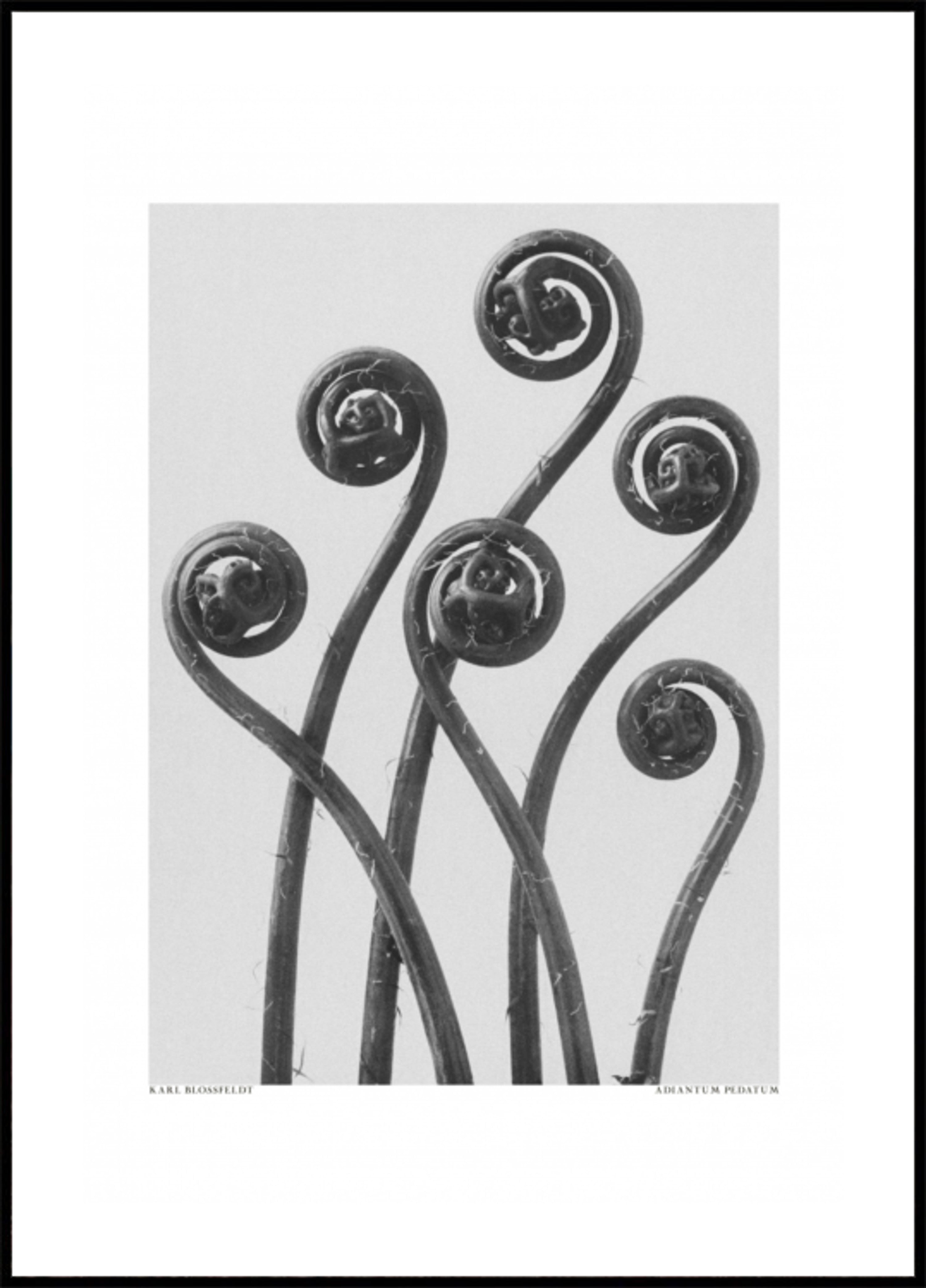 Adiantum pedatum