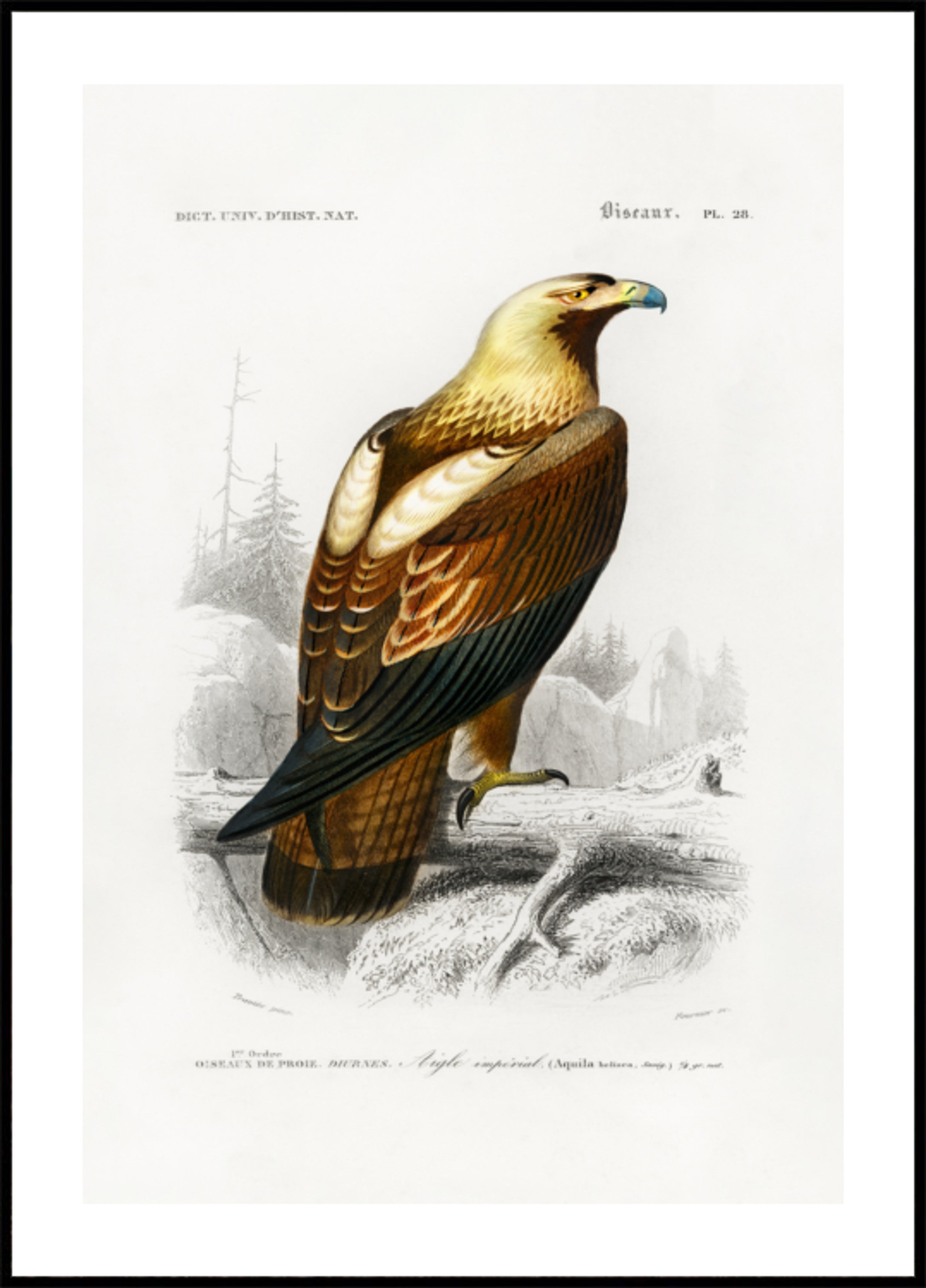 Eastern Imperial Eagle