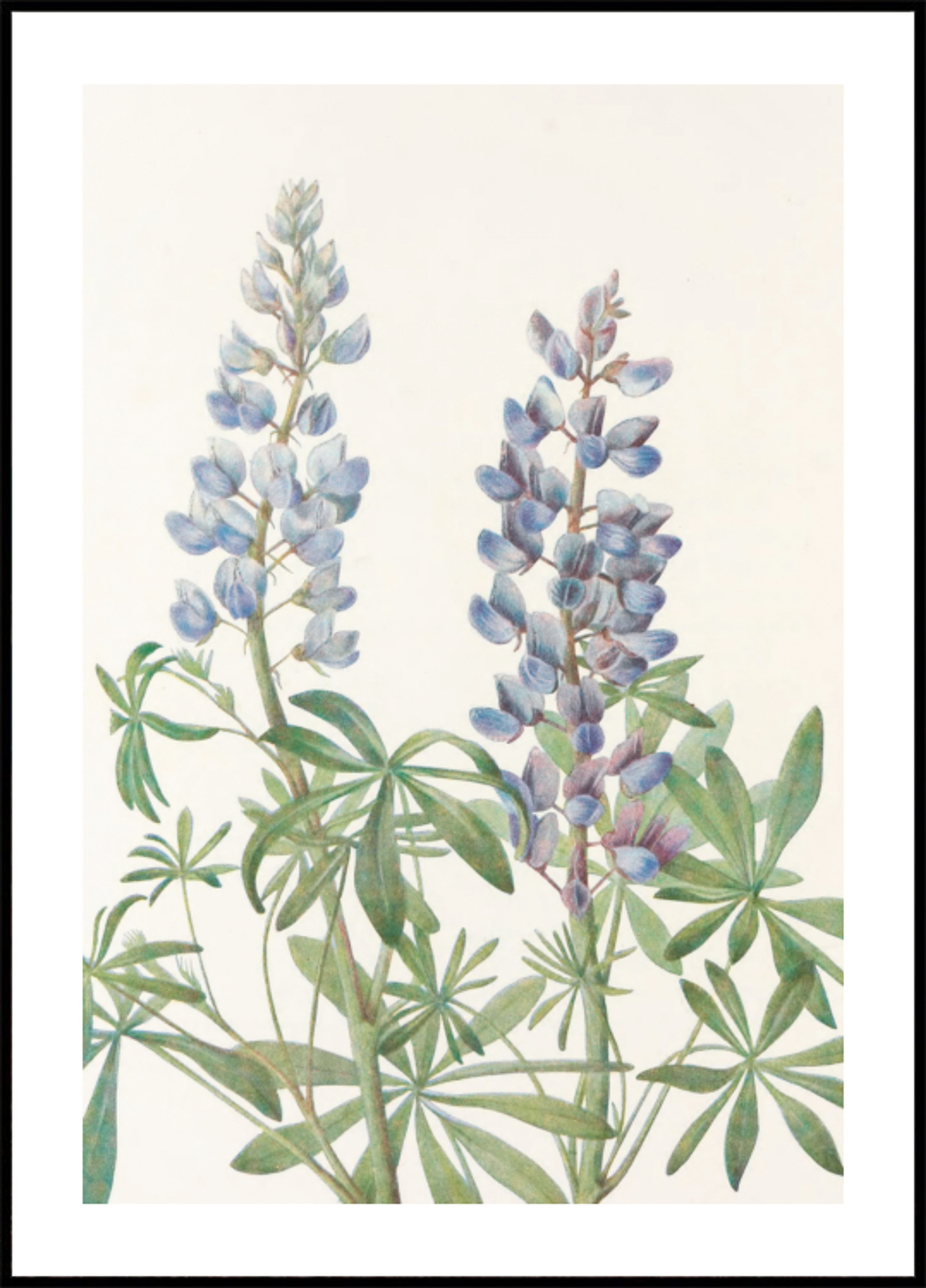 Sundial Lupine From North American Wildflowers (1925) By Mary Vaux Walcott