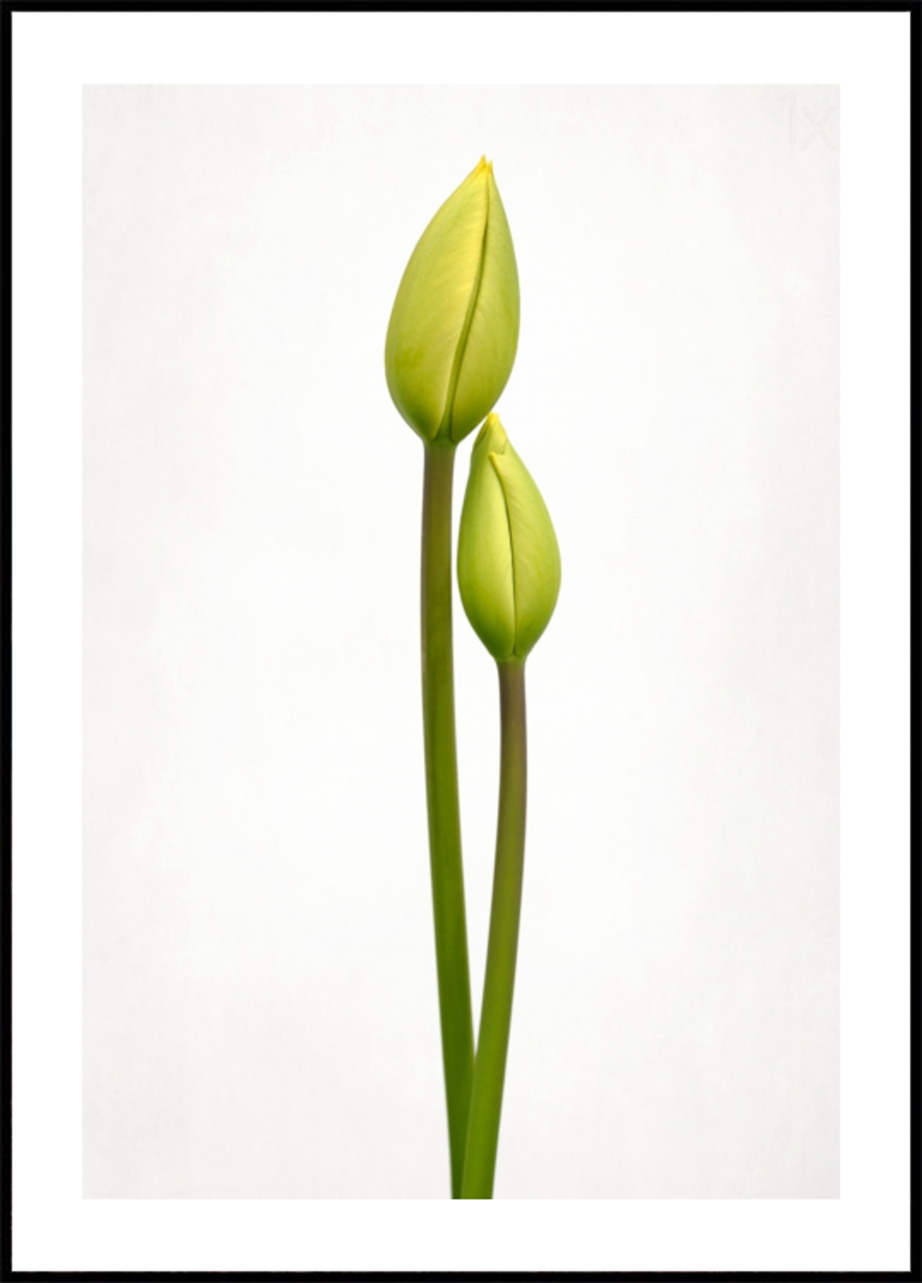 Green Tulip Buds