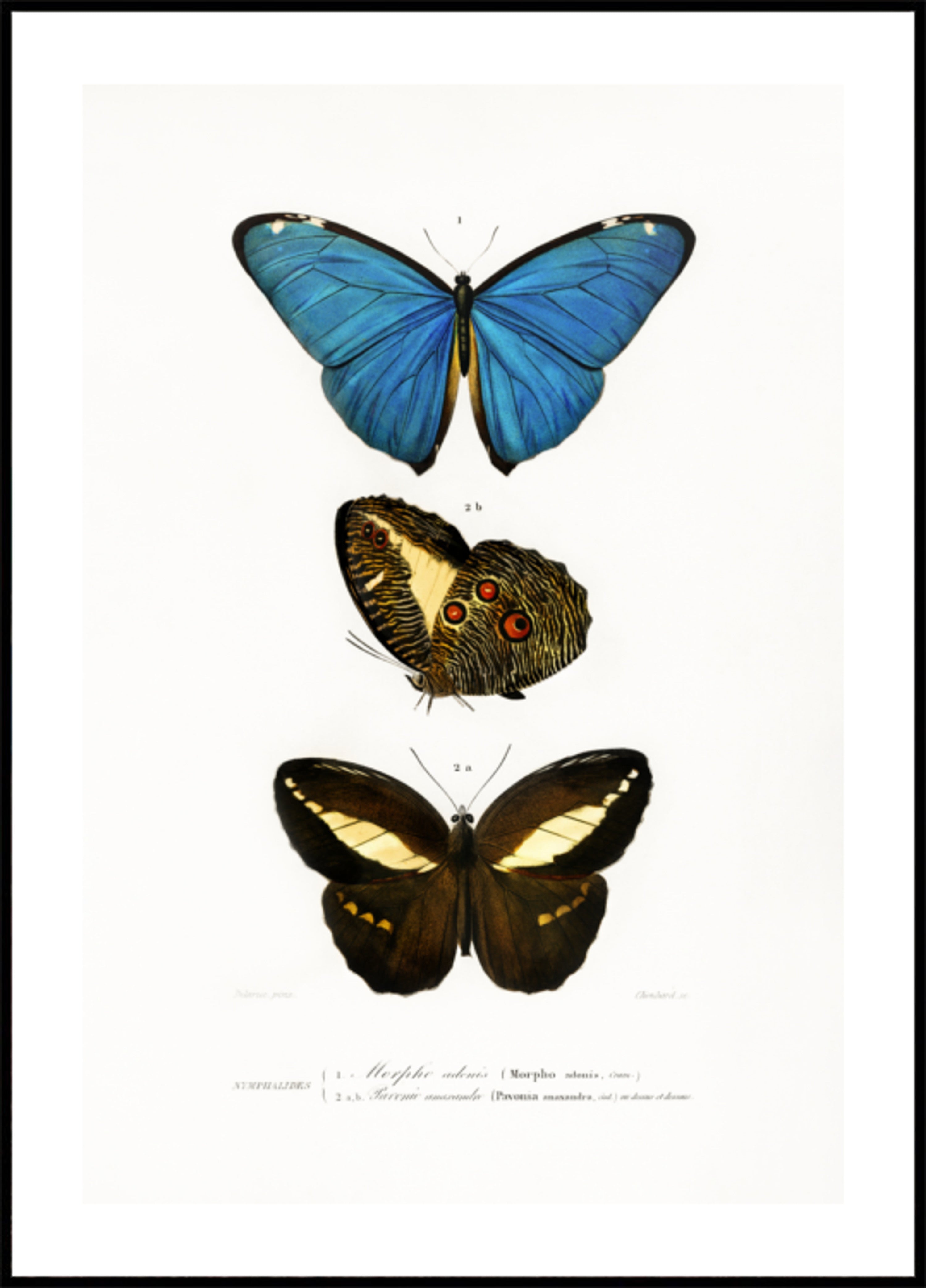 Different Types of Butterflies II