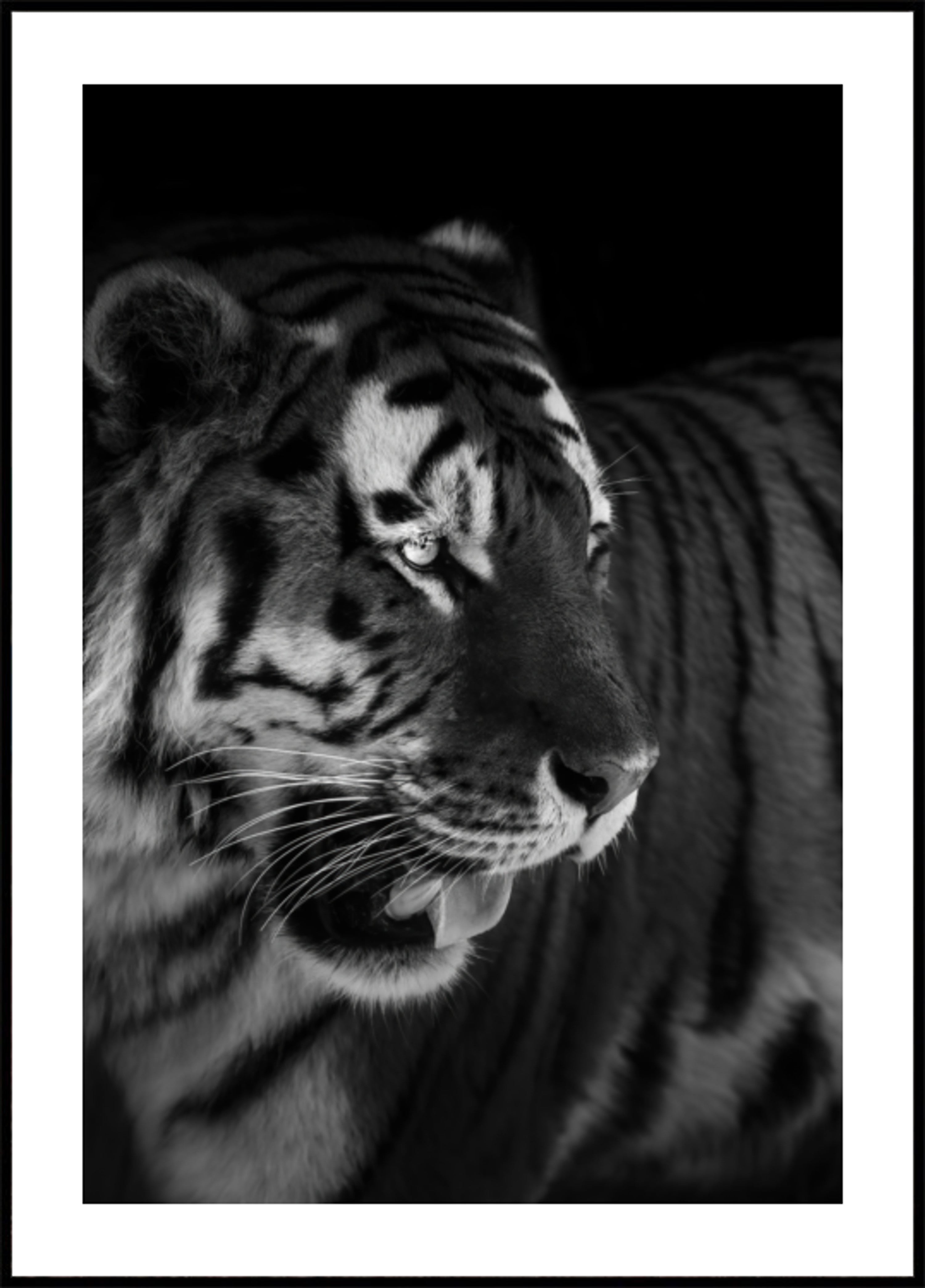 Fierce Tiger Portrait