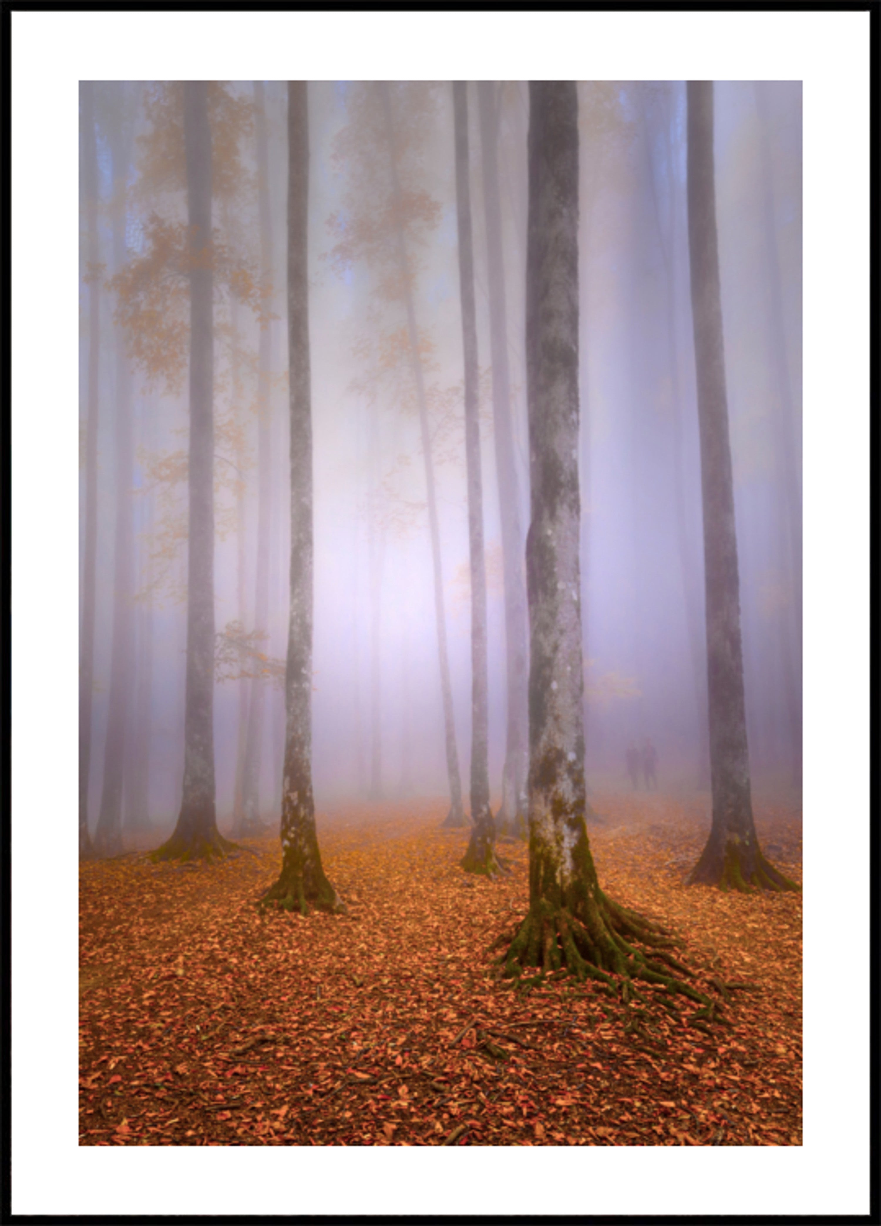 Misty Autumn Forest