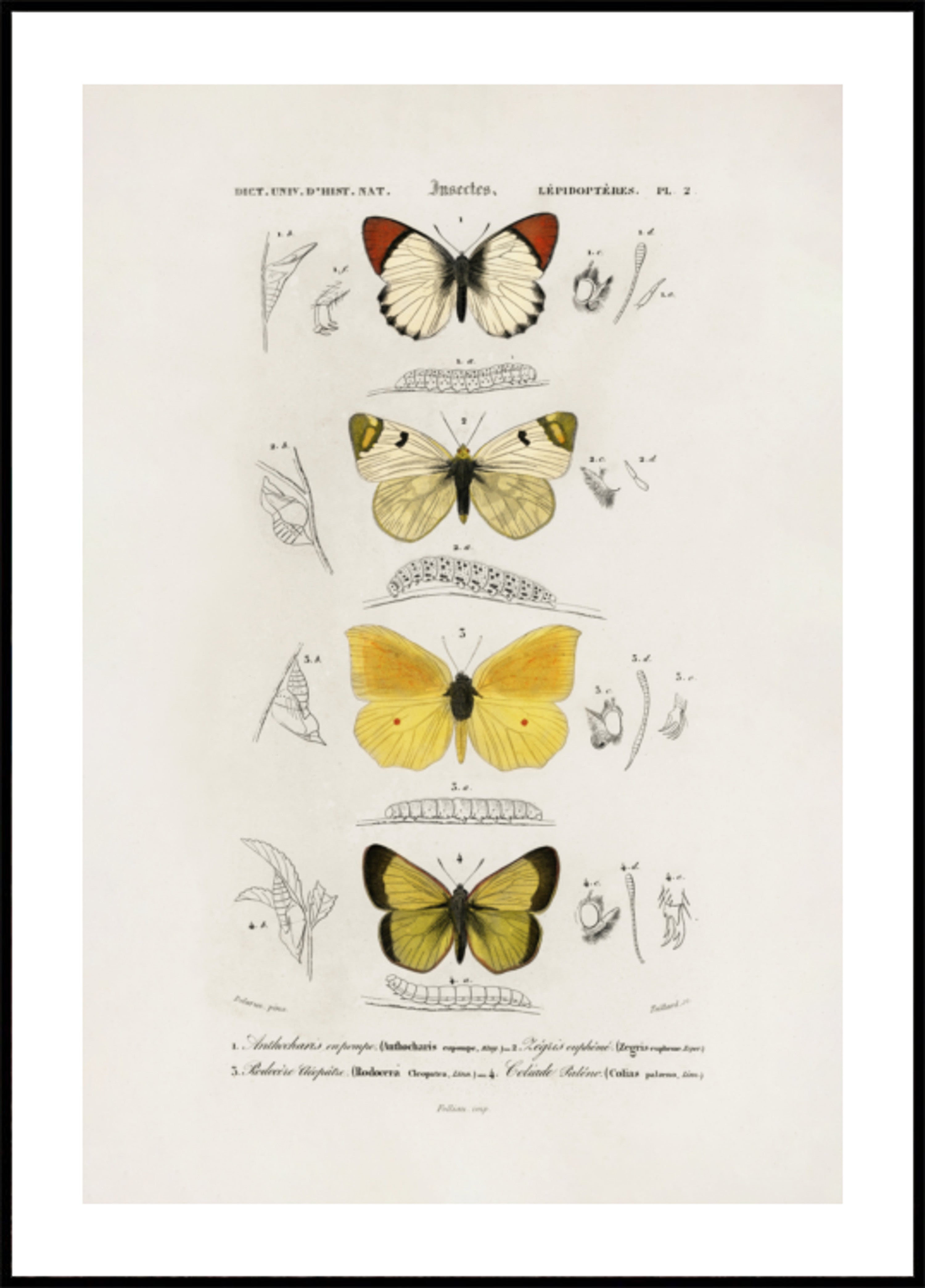 Different Types of Butterflies