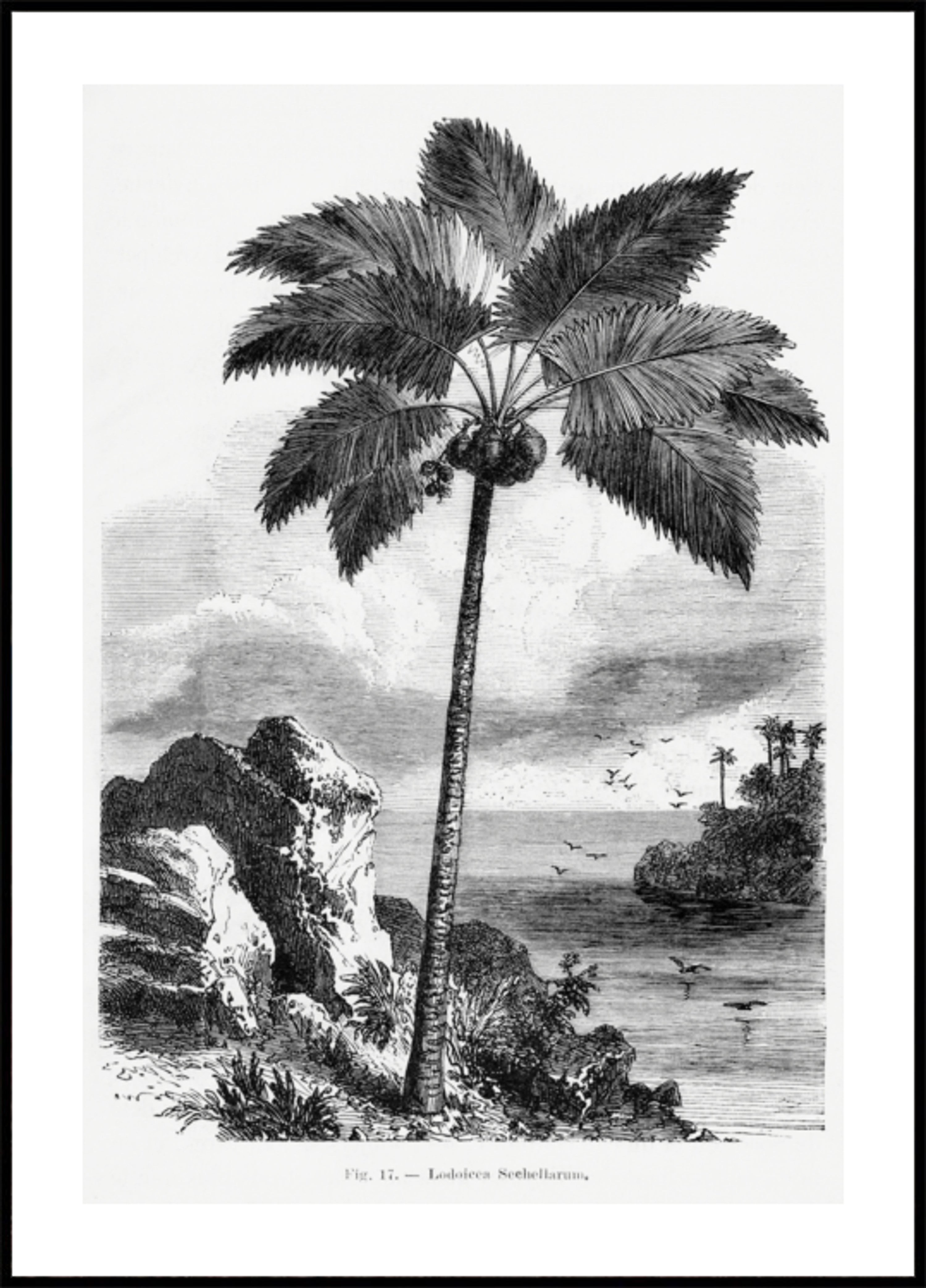 Vintage Palm Tree Drawing I