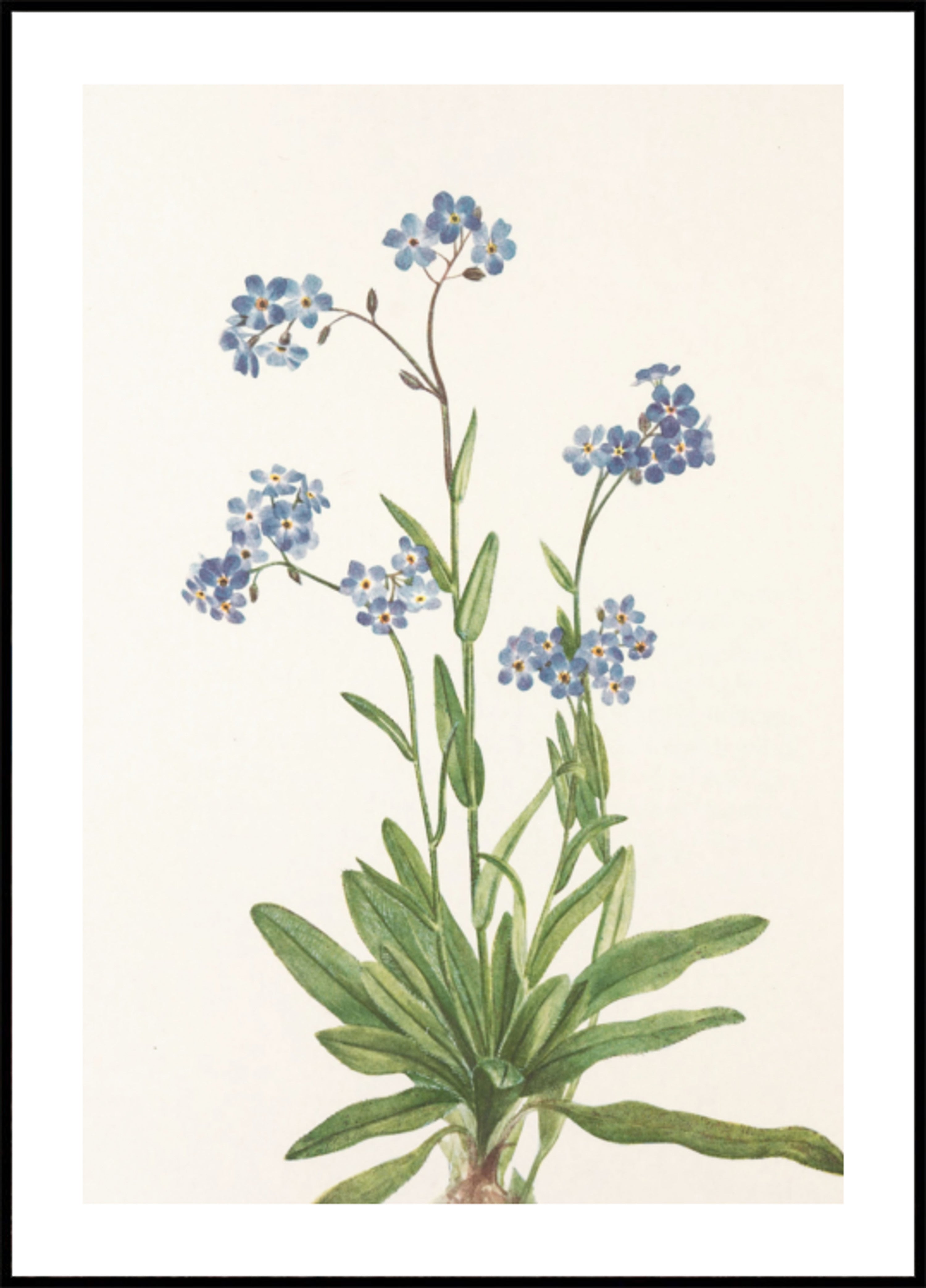 Alpine Forget Me Not From North American Wildflowers (1925) By Mary Vaux Walcott