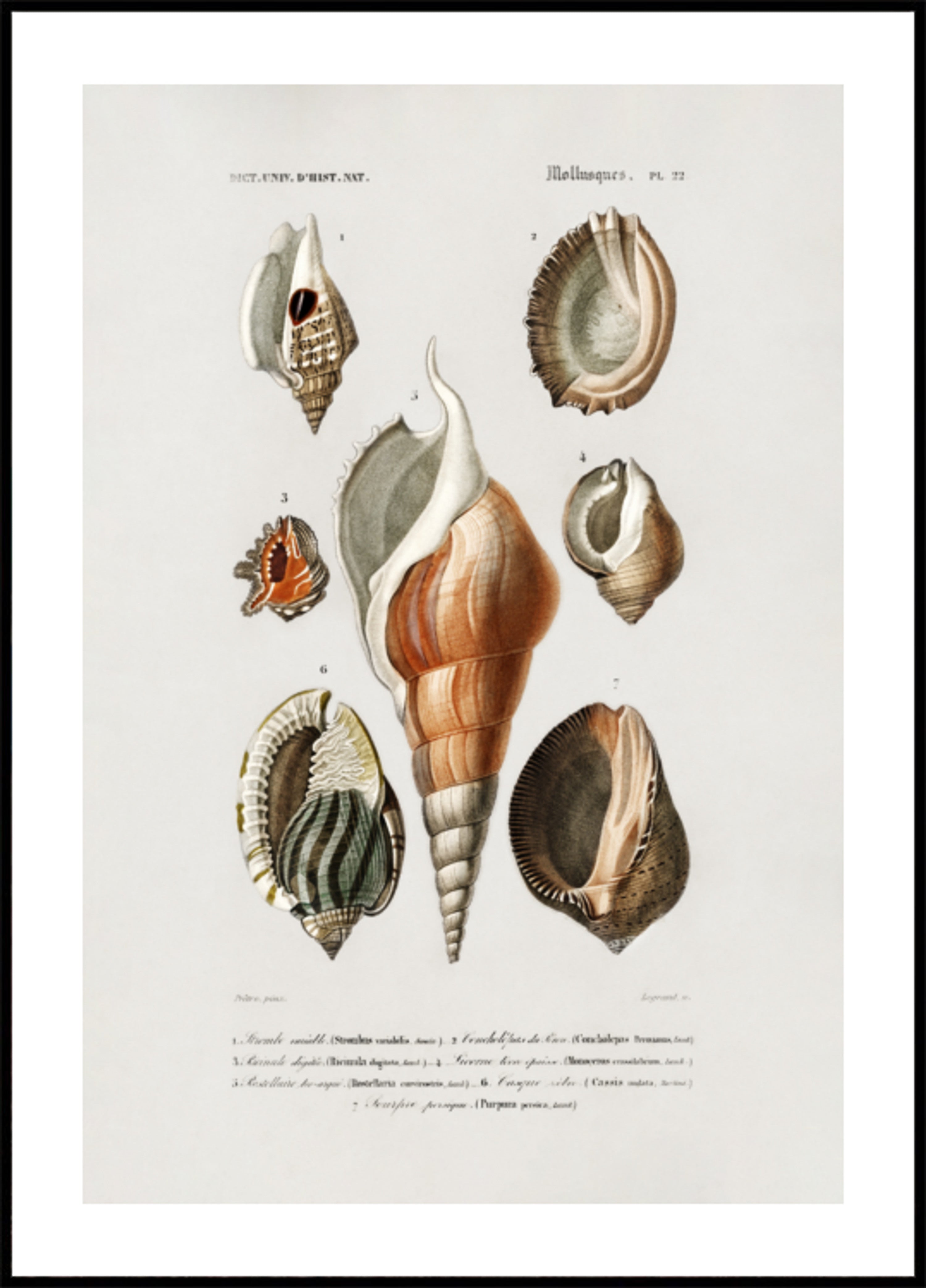 Different Types of Mollusks