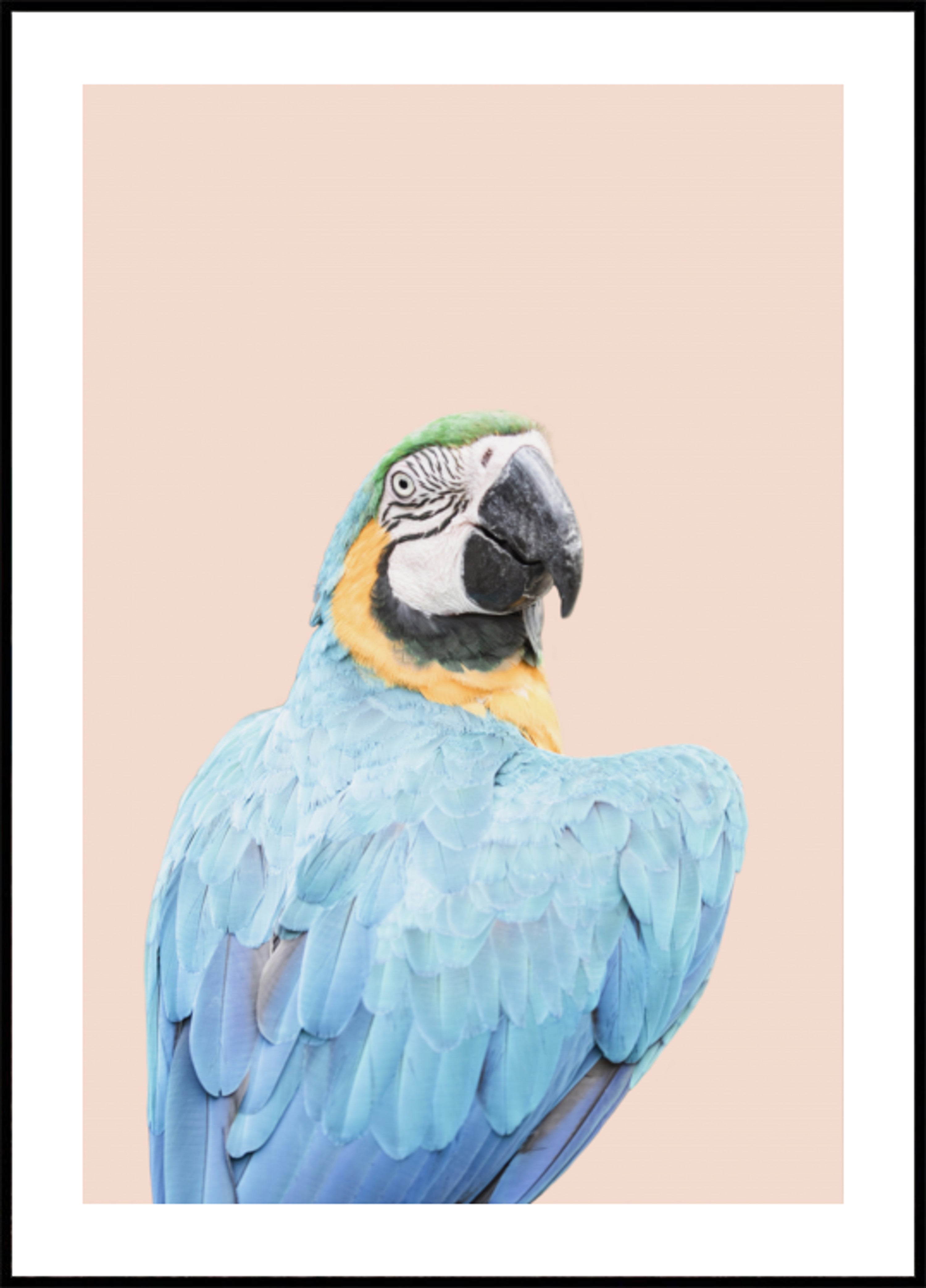 Blue Macaw