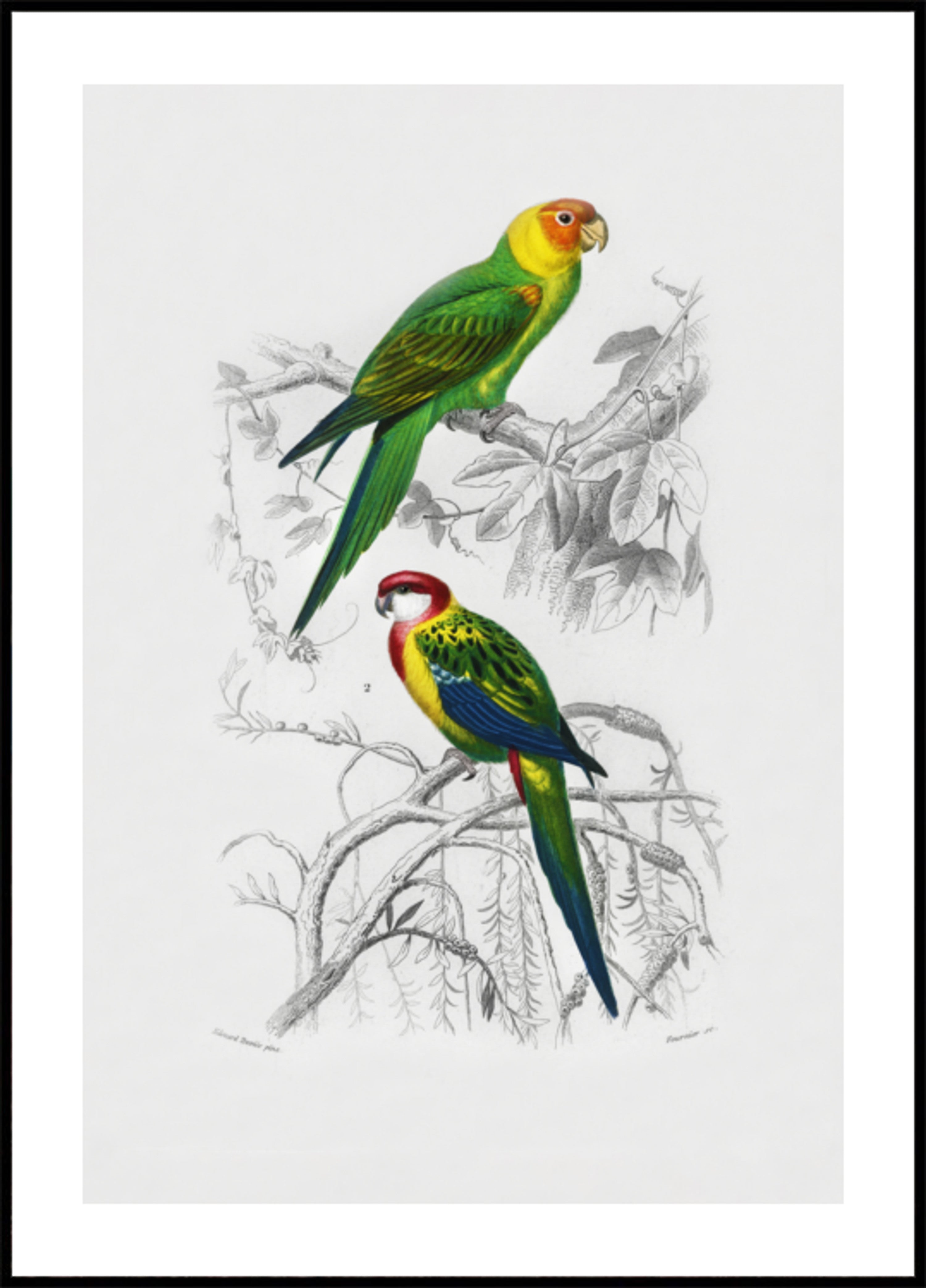 Birds
