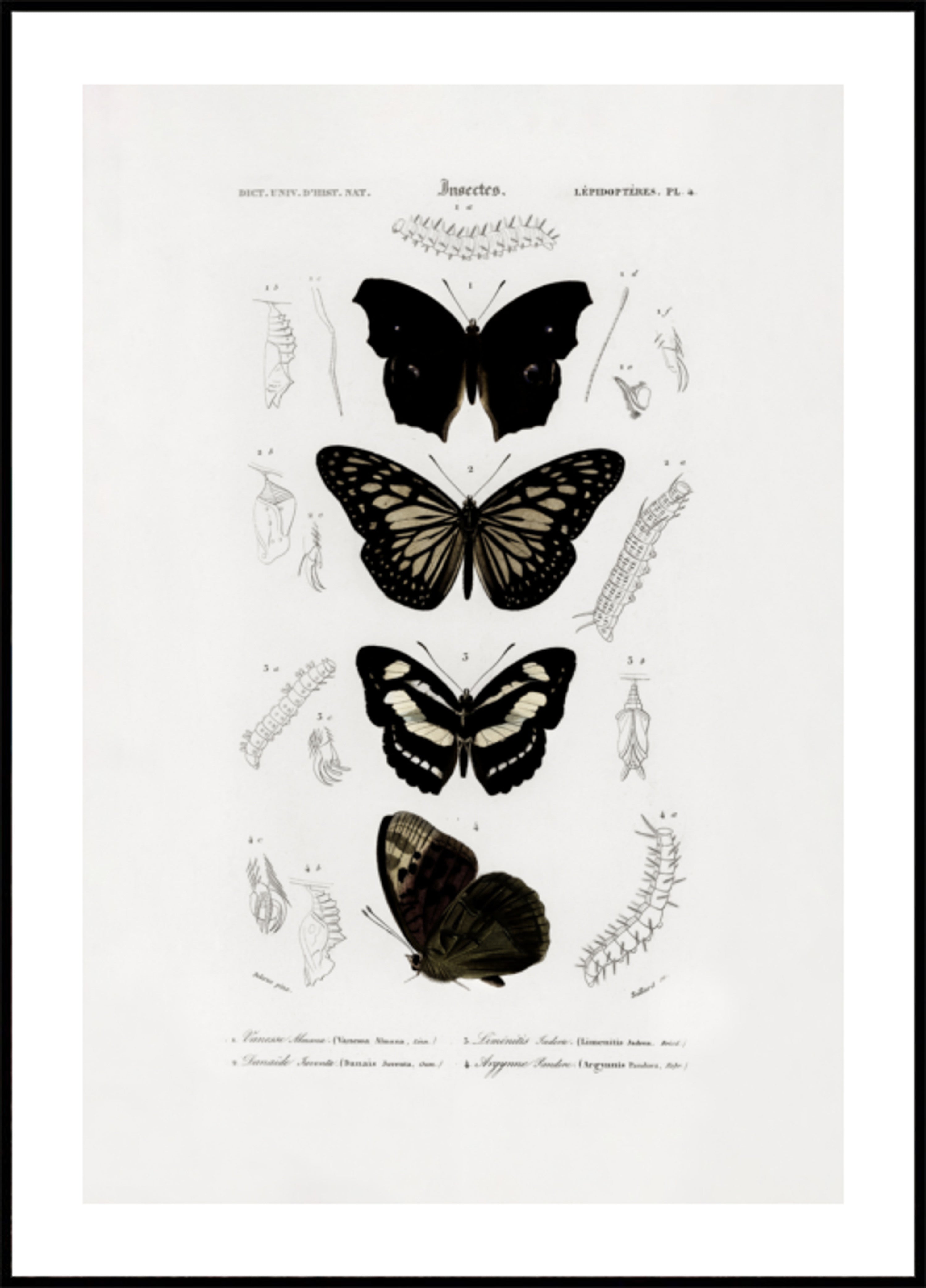 Collection of Butterflies 01