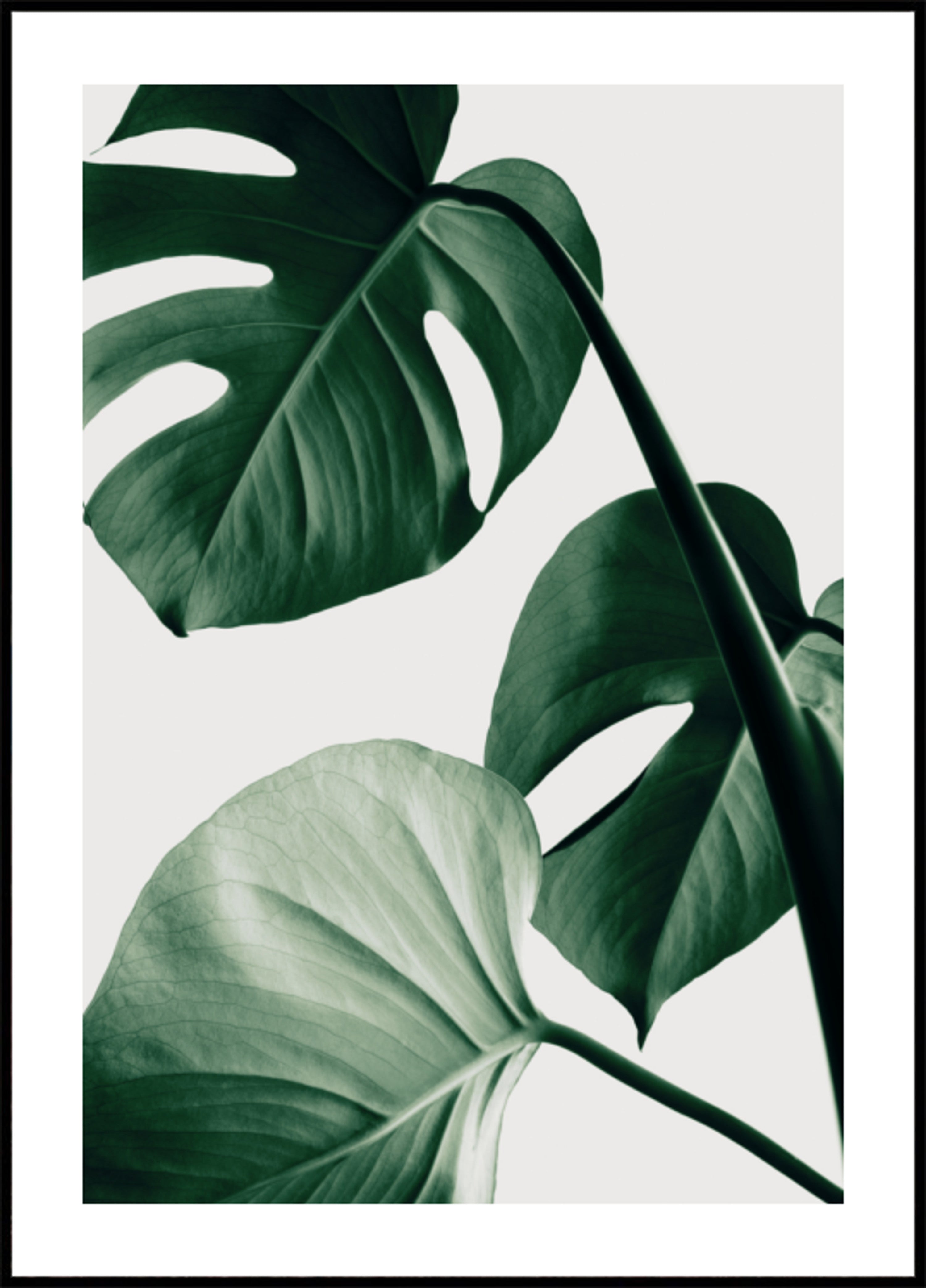 Lush Monstera Leaves