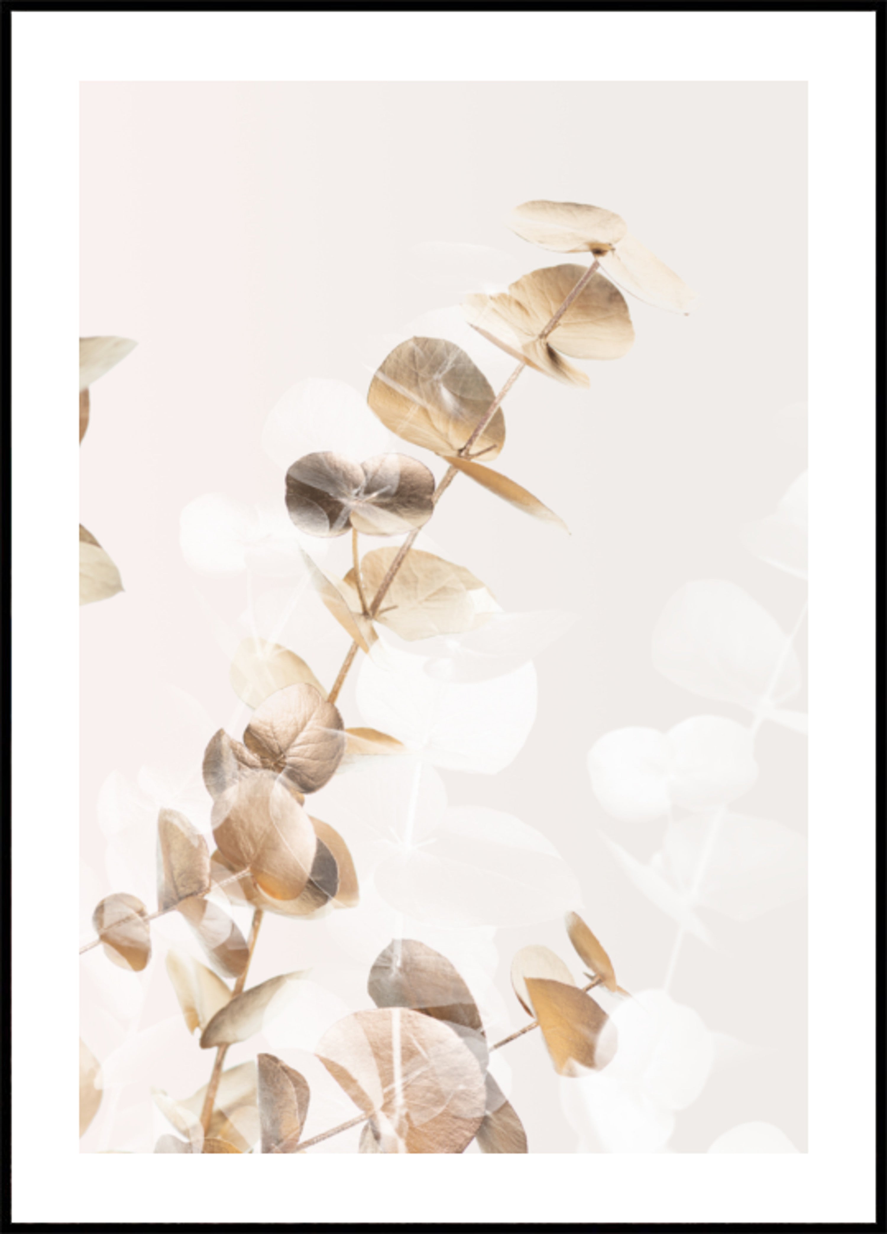 Soft Eucalyptus Leaves