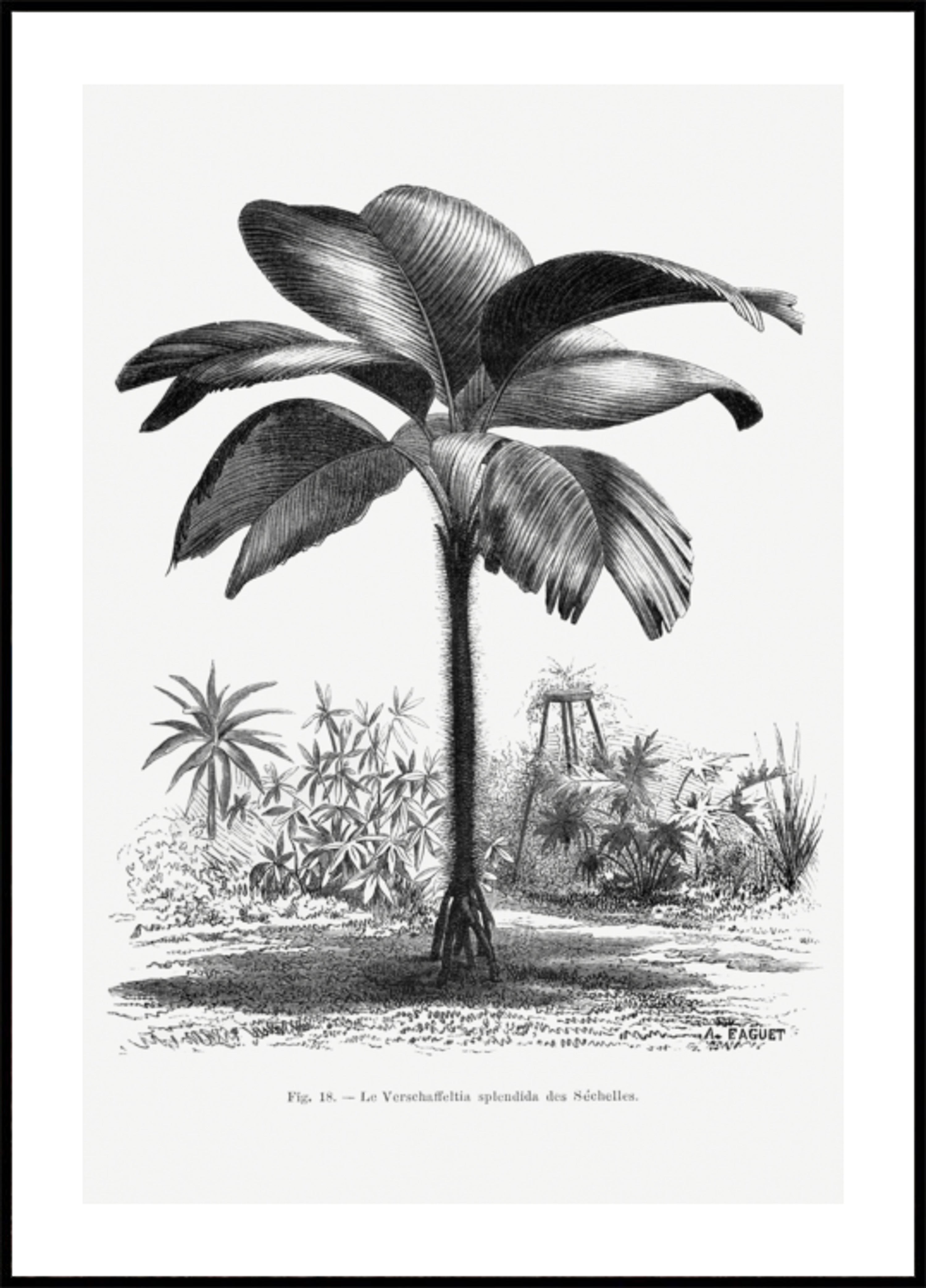 Vintage Palm Tree Drawing Iii
