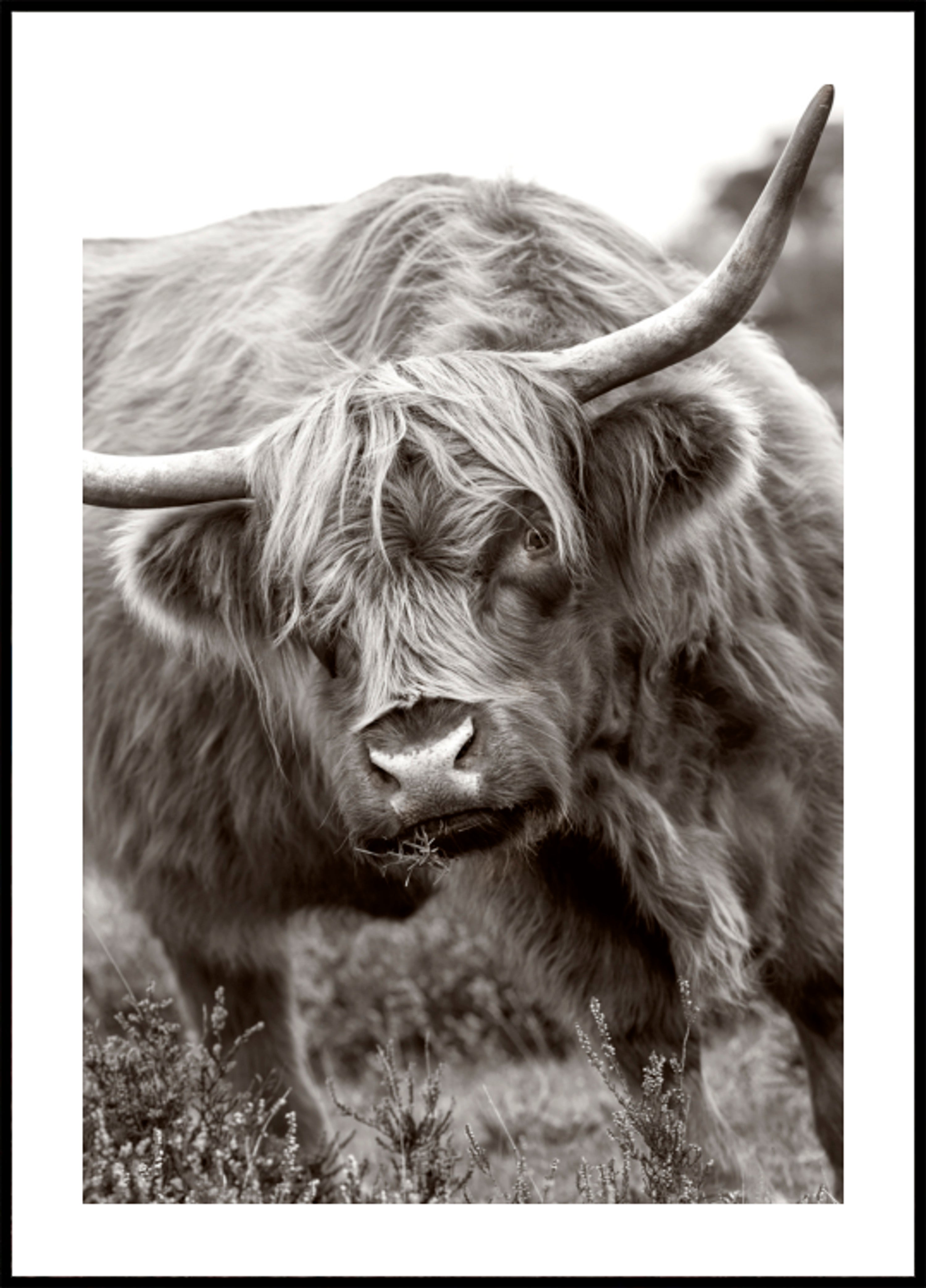 Majestic Highland Cow