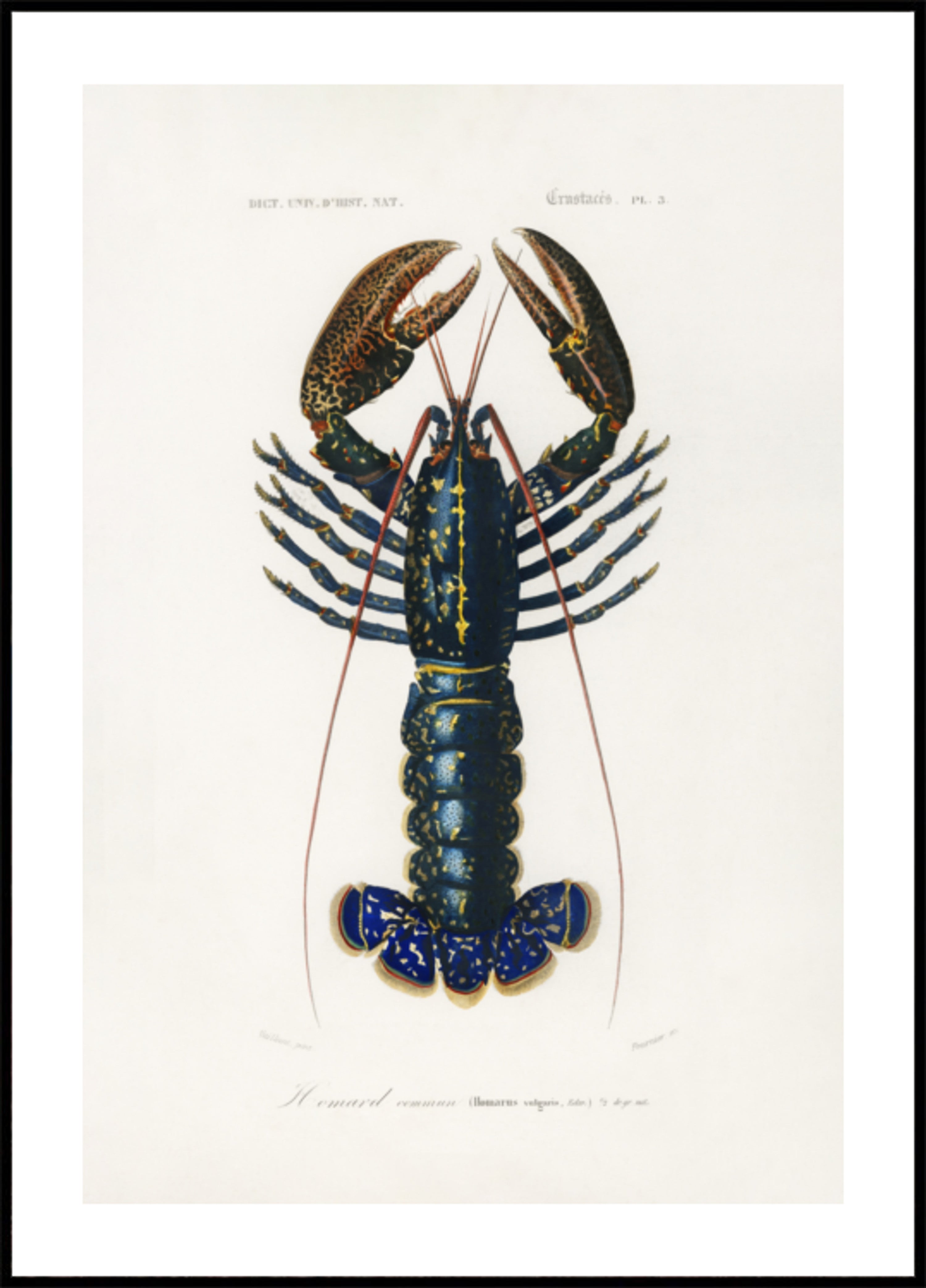 Crimson Crawfish
