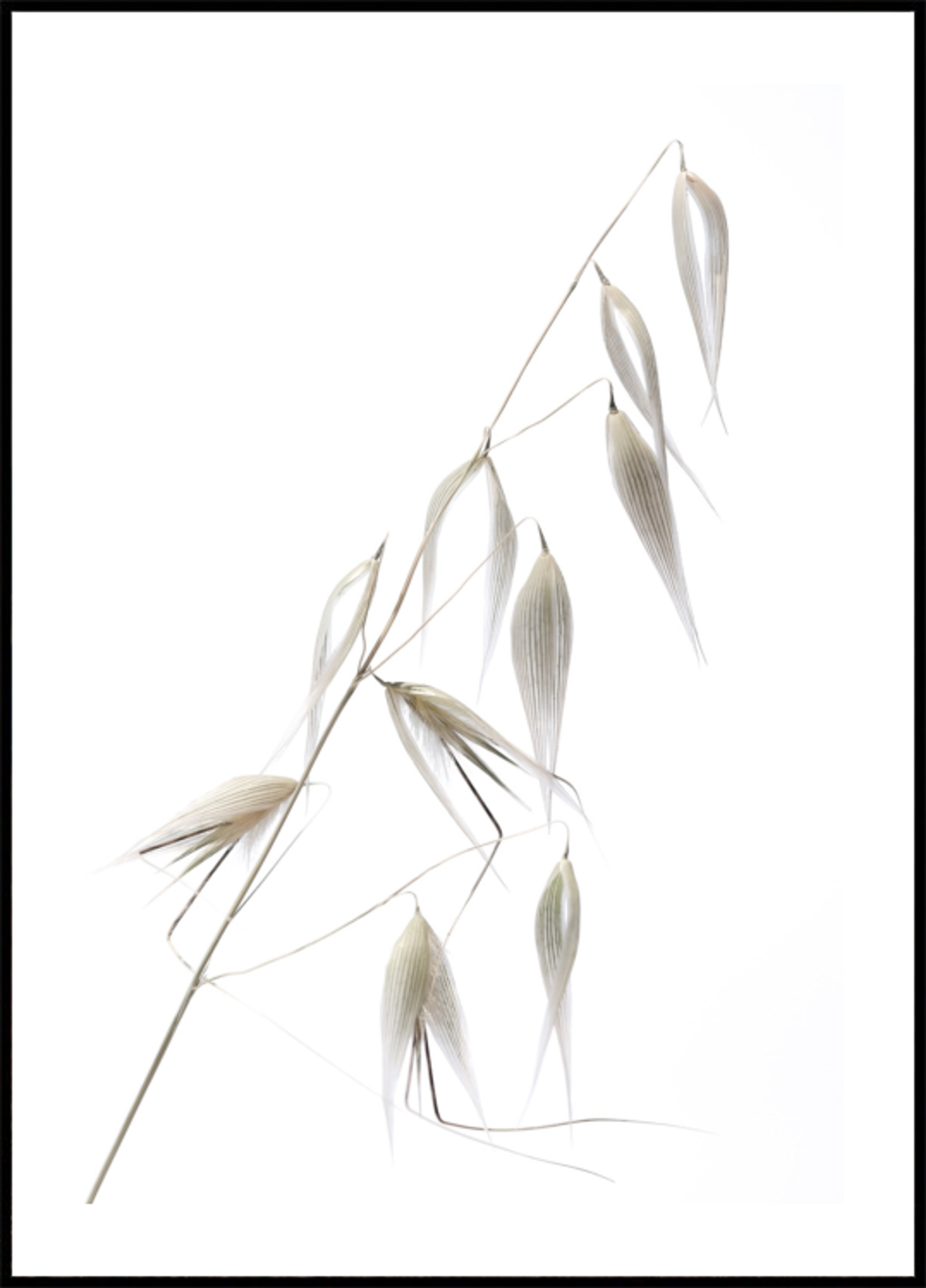 Delicate Oat Grains