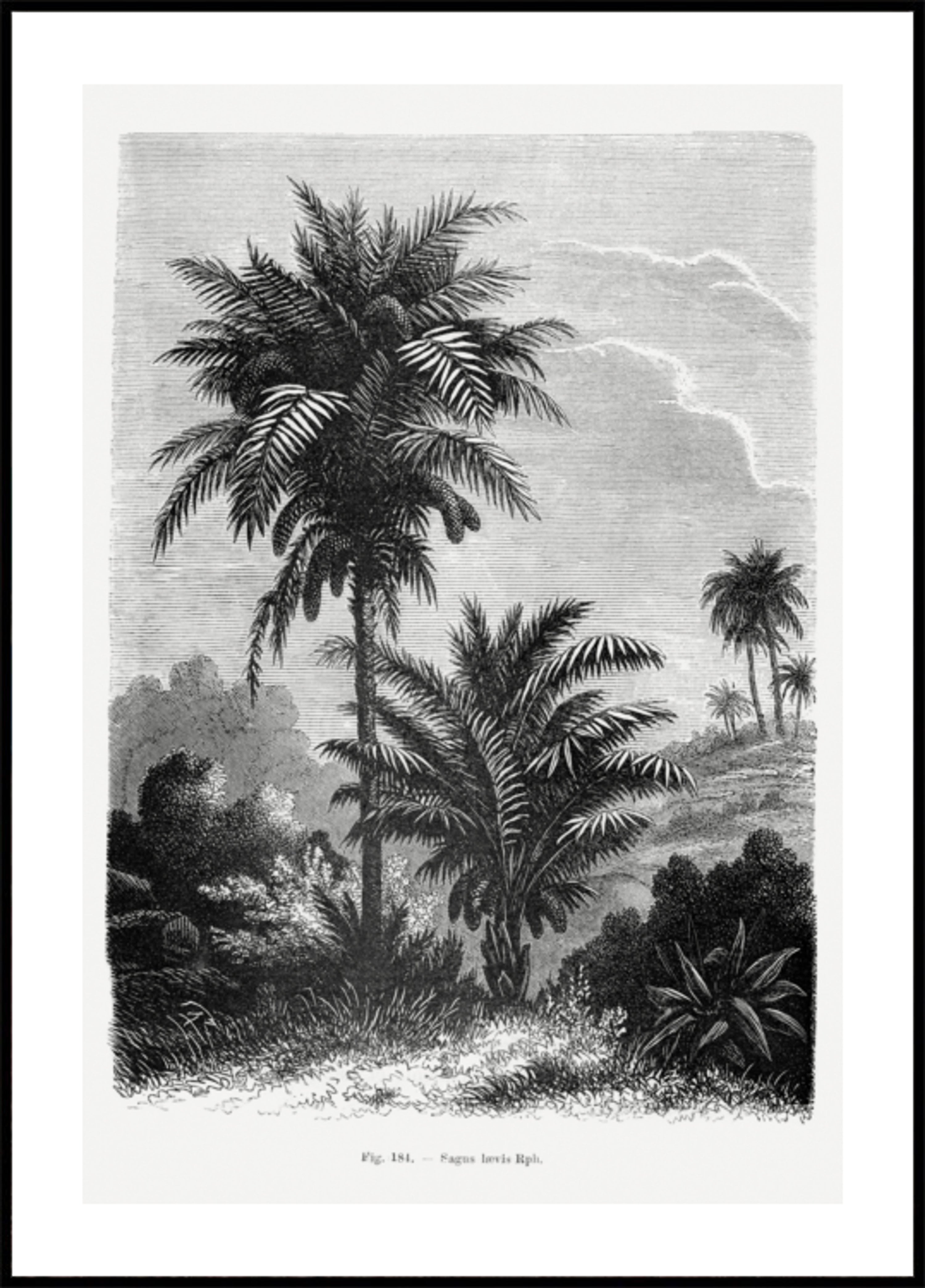 Vintage Palm Tree Drawing V