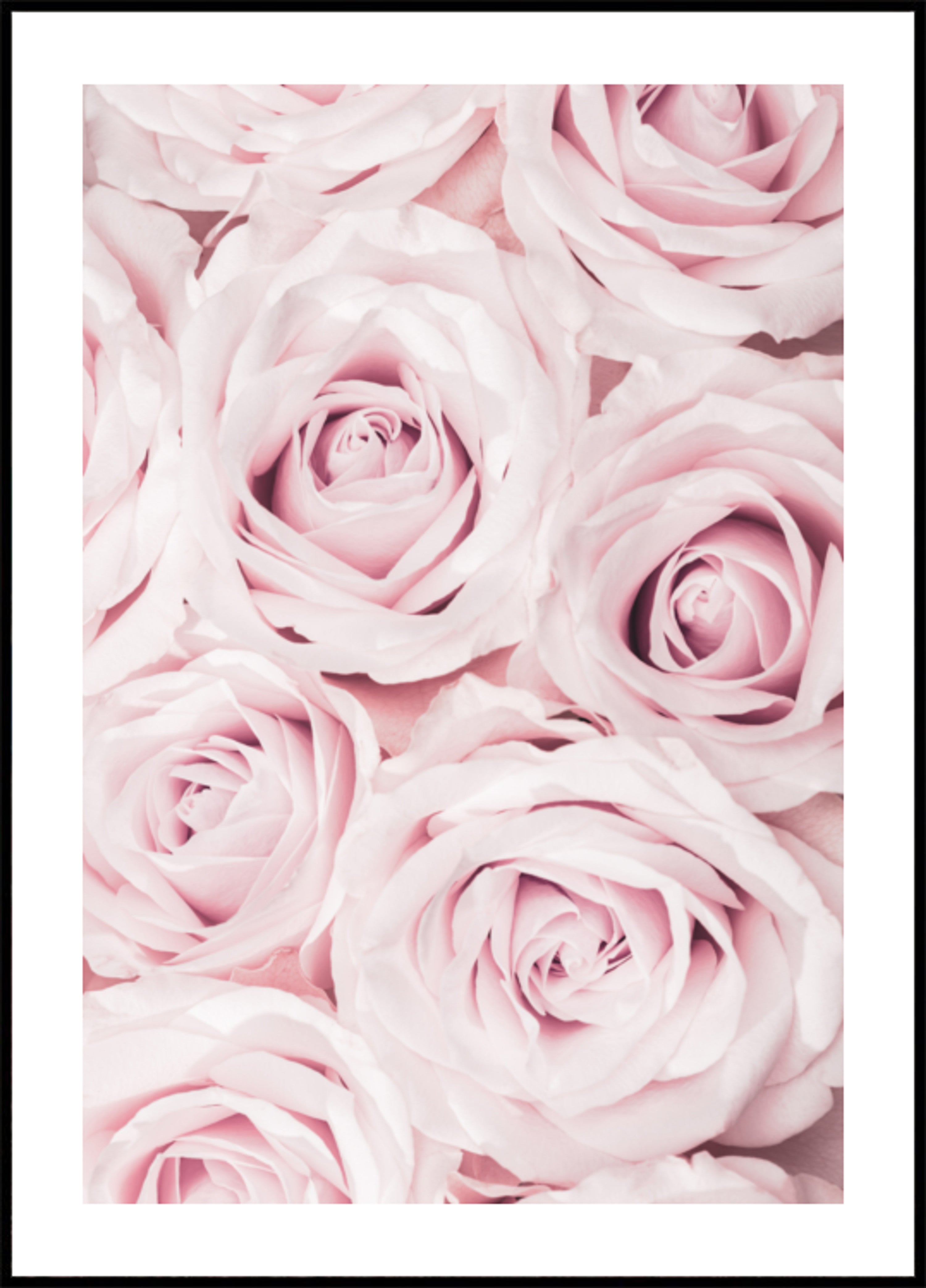 Soft Pink Roses