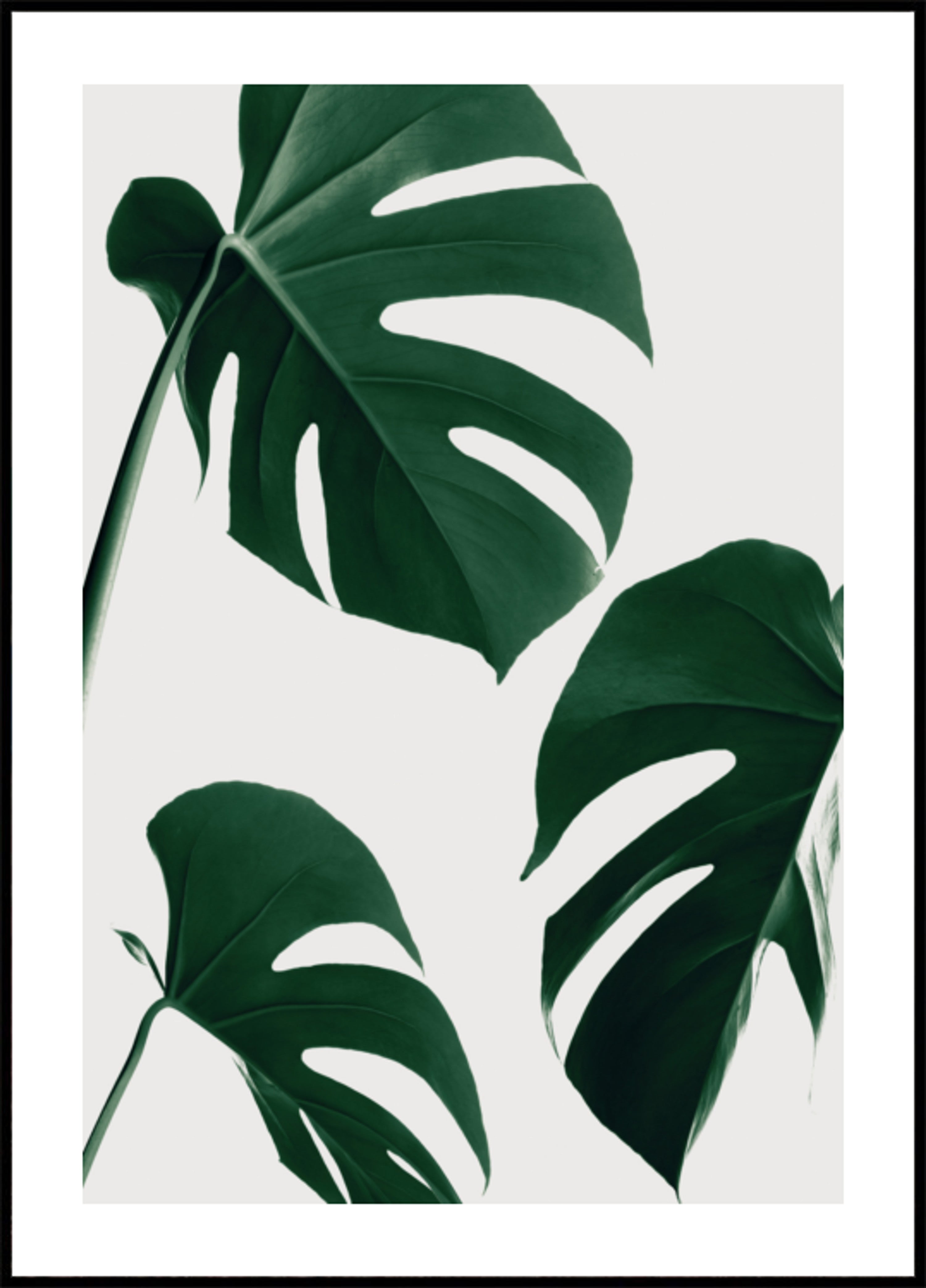 Fresh Green Monstera Leaves