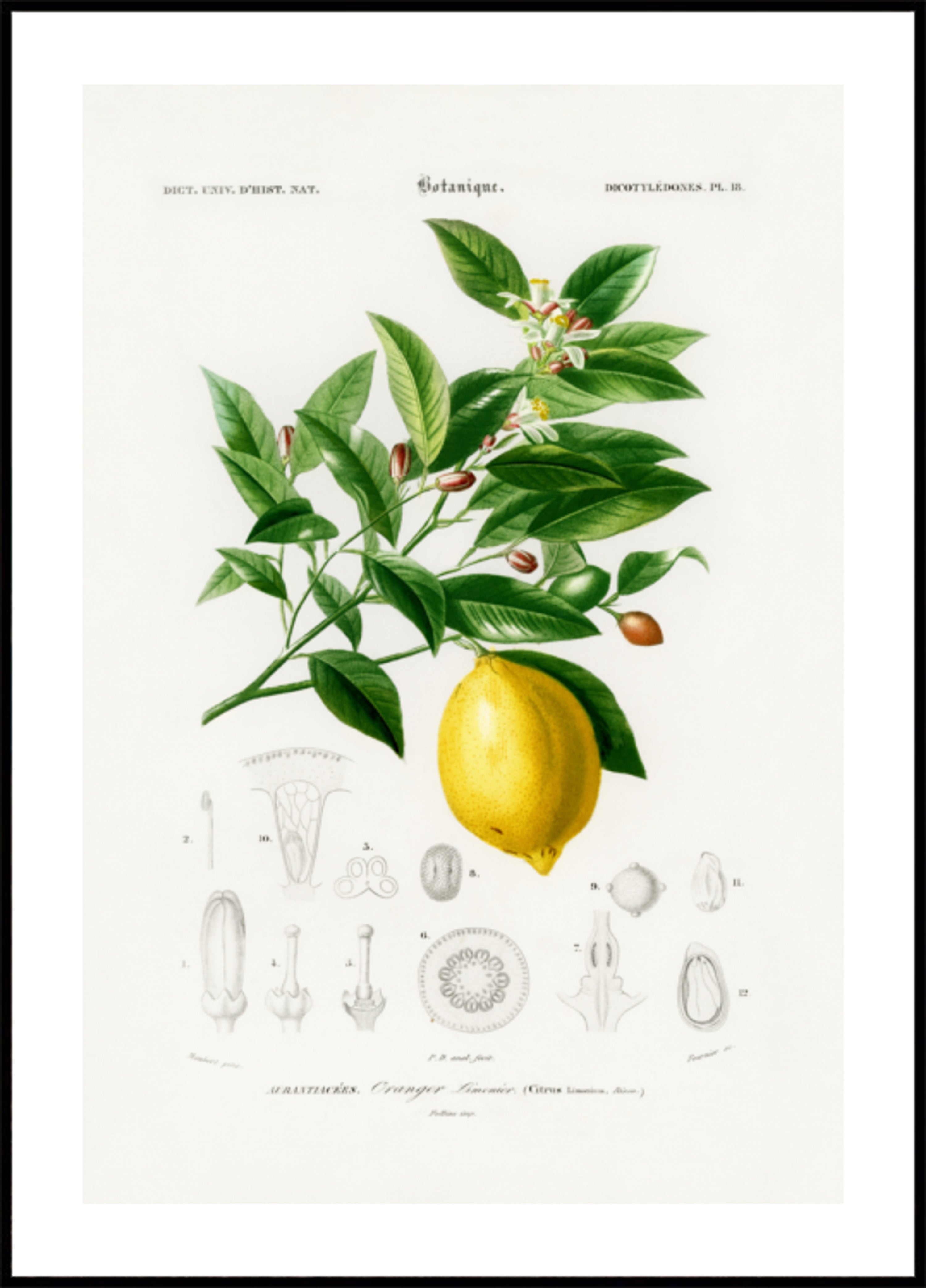 Lemon (citrus Limonium)
