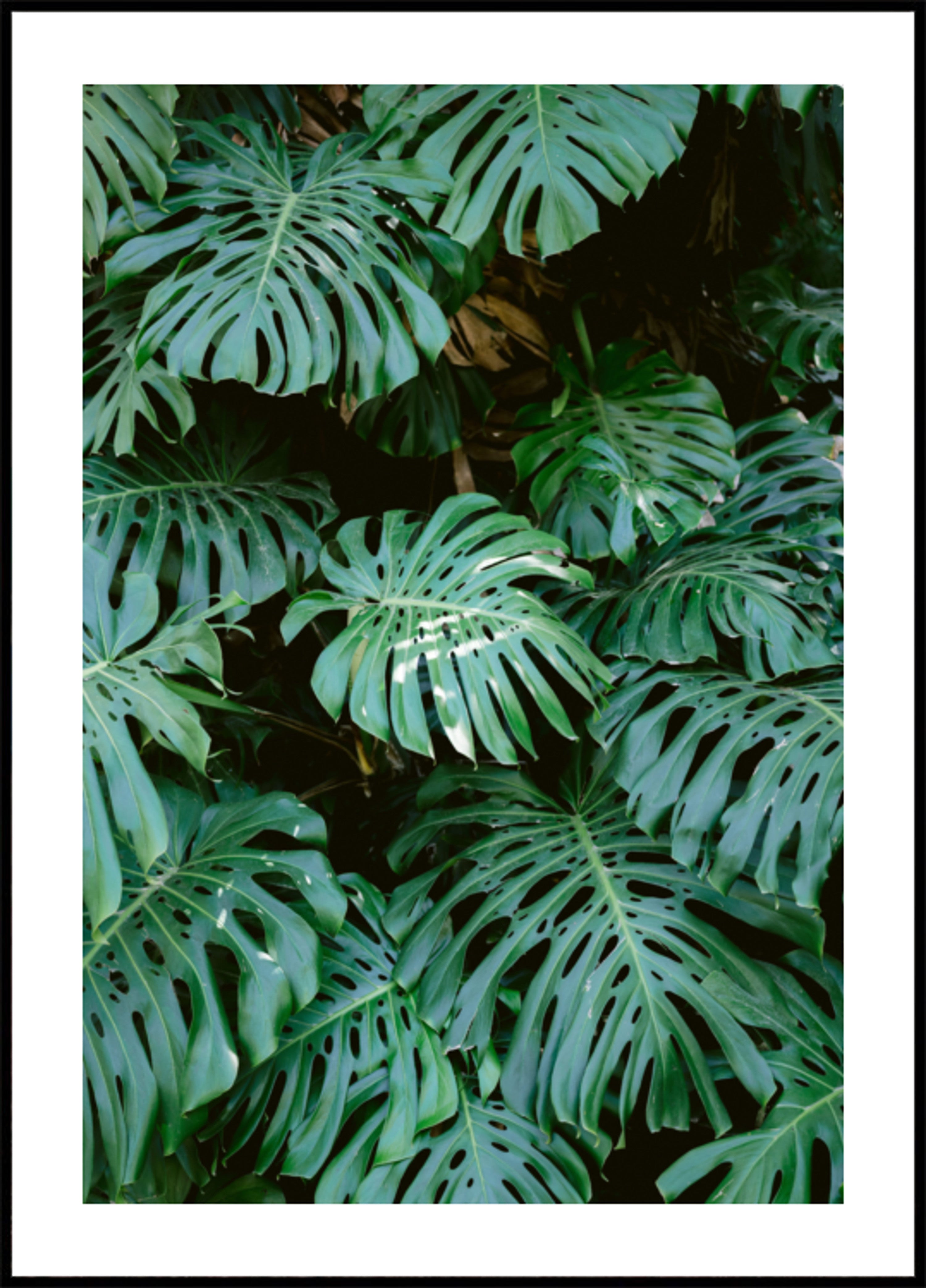 Monstera wall in Lisbon