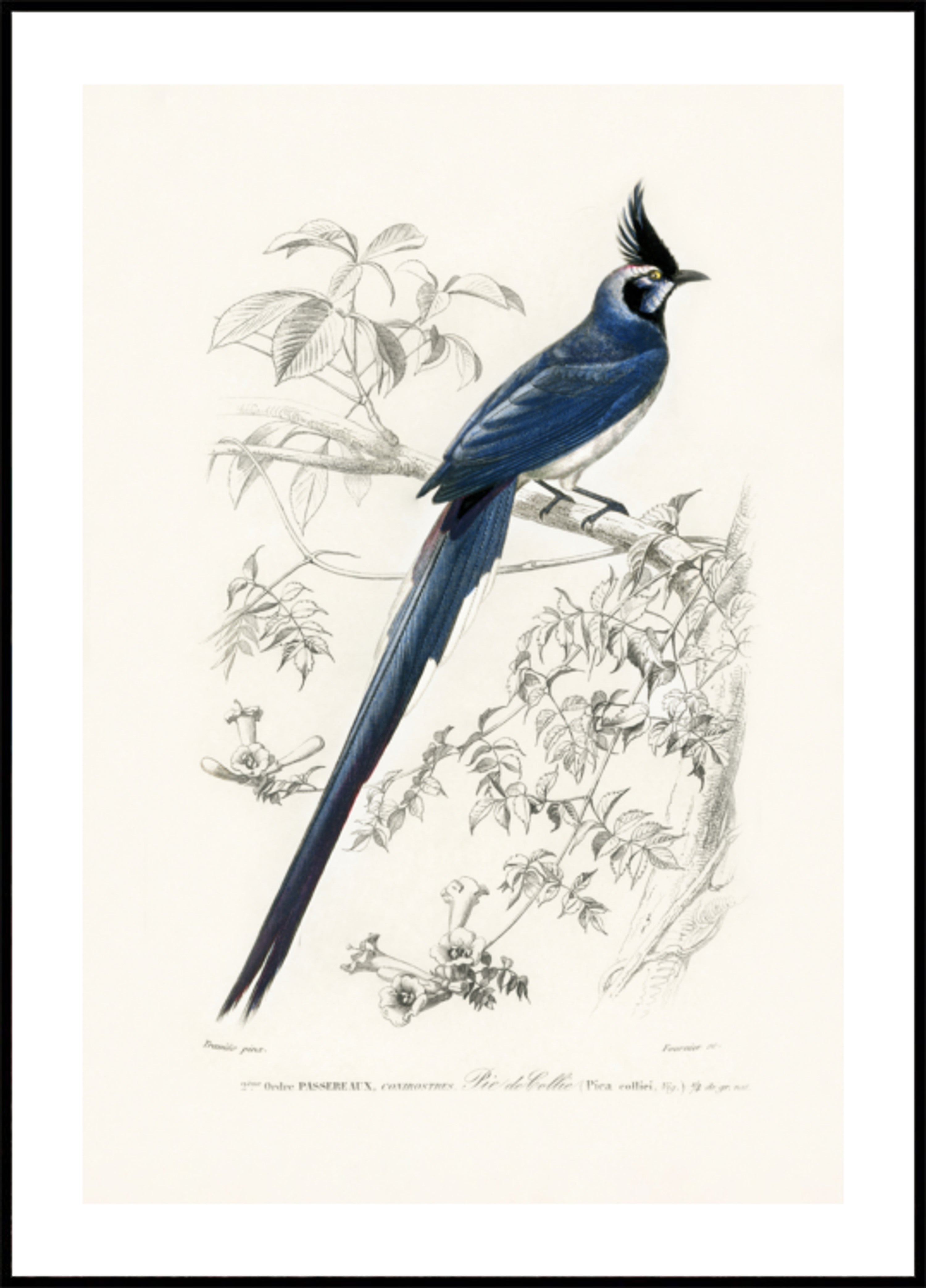 Black Throated Magpie Jay