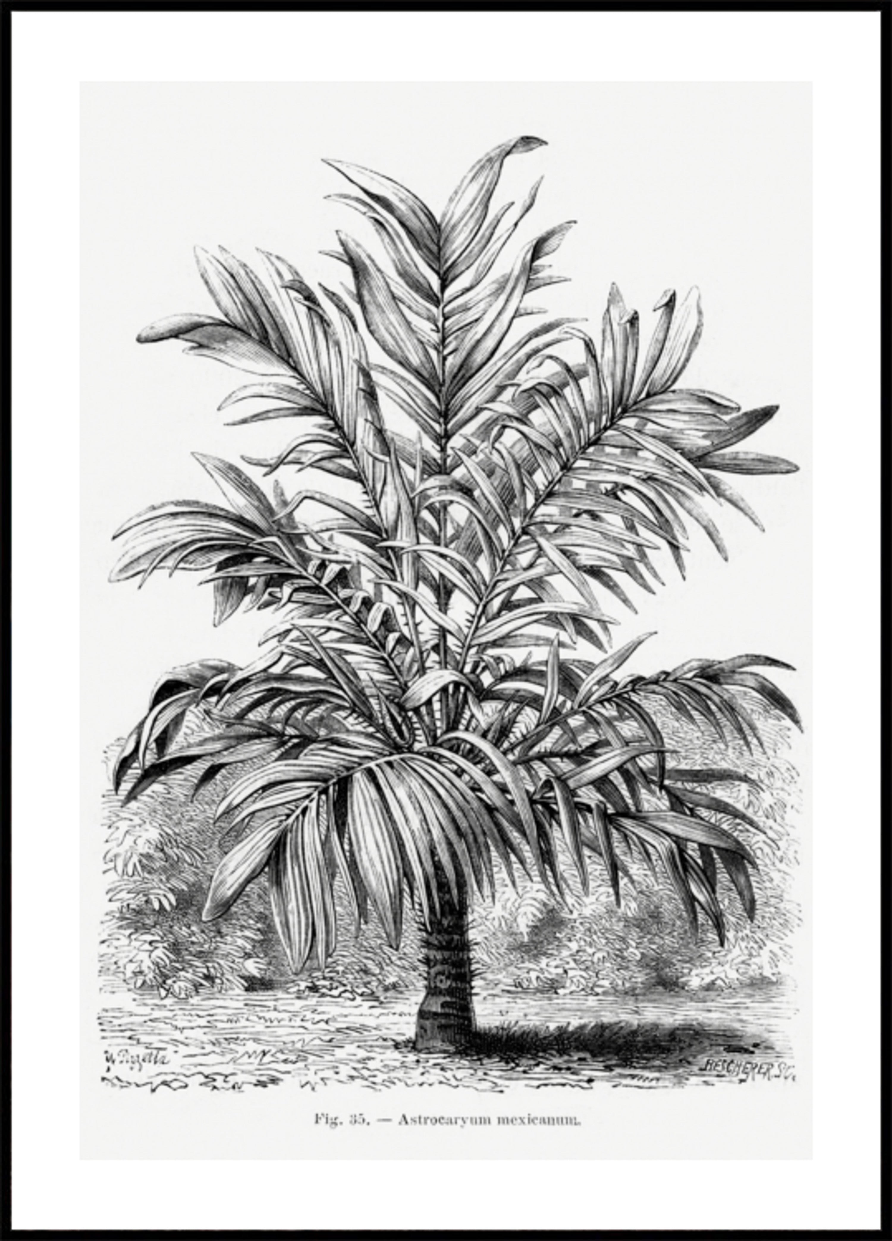 Vintage Palm Tree Drawing Ix