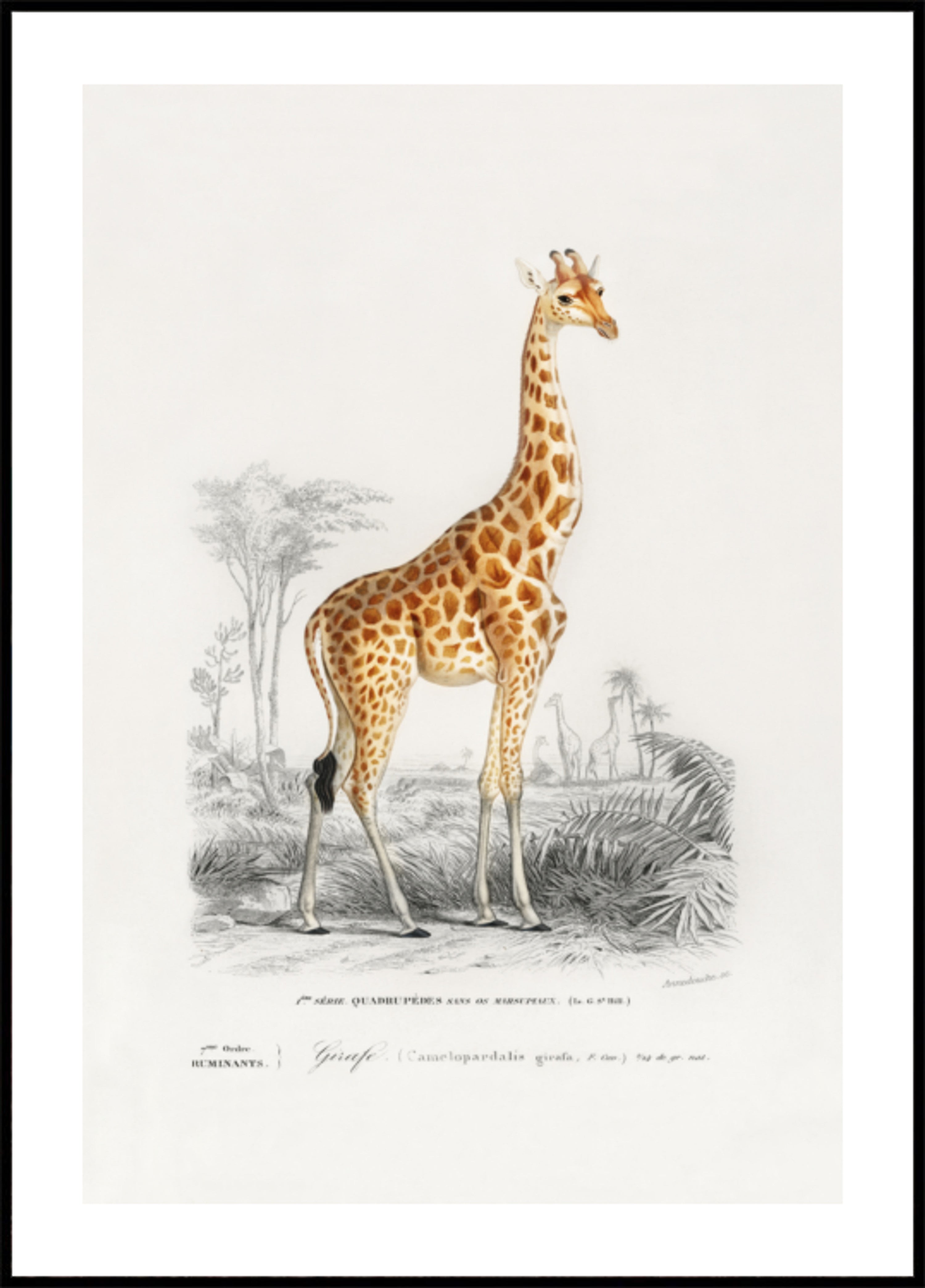 Giraffe