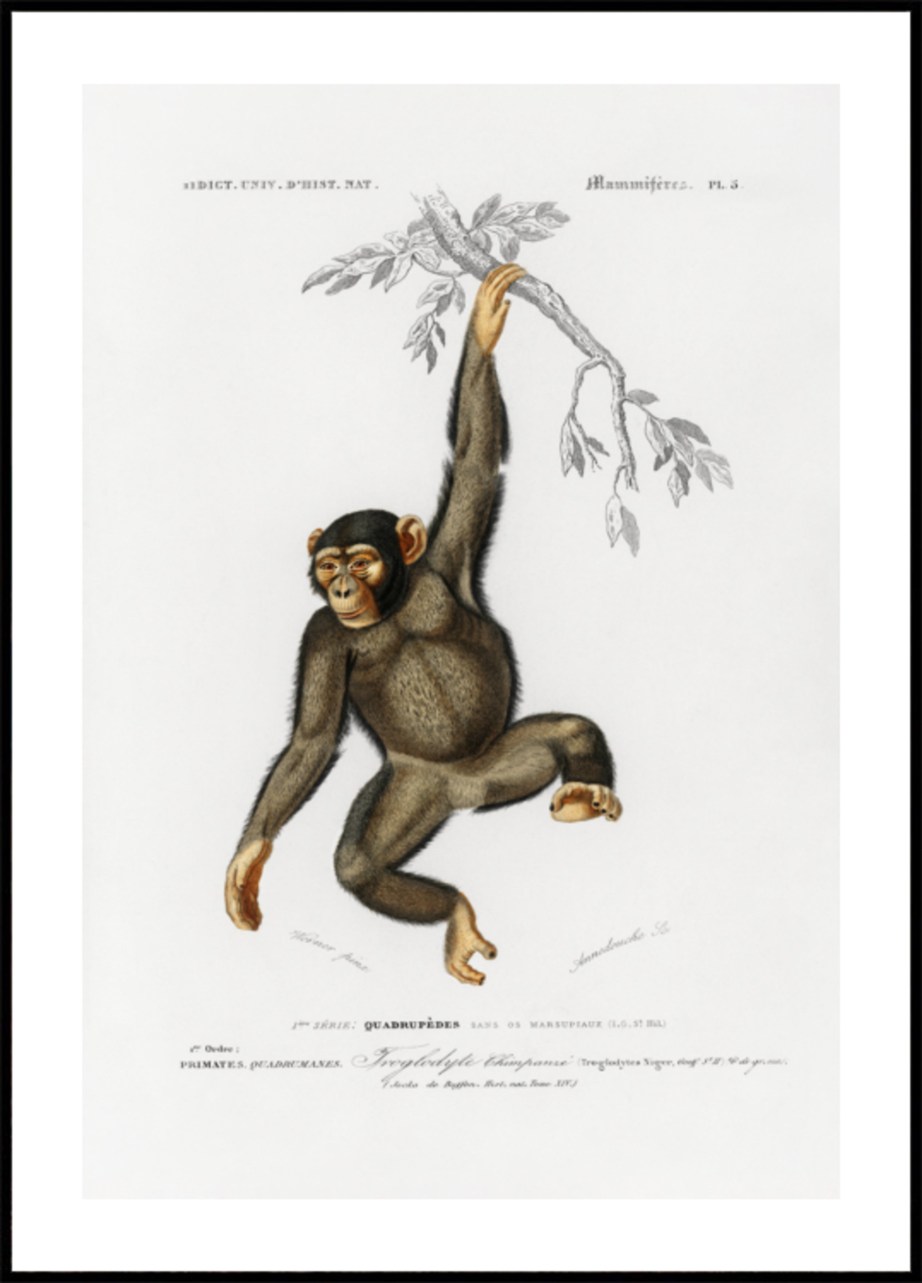 Chimpangze