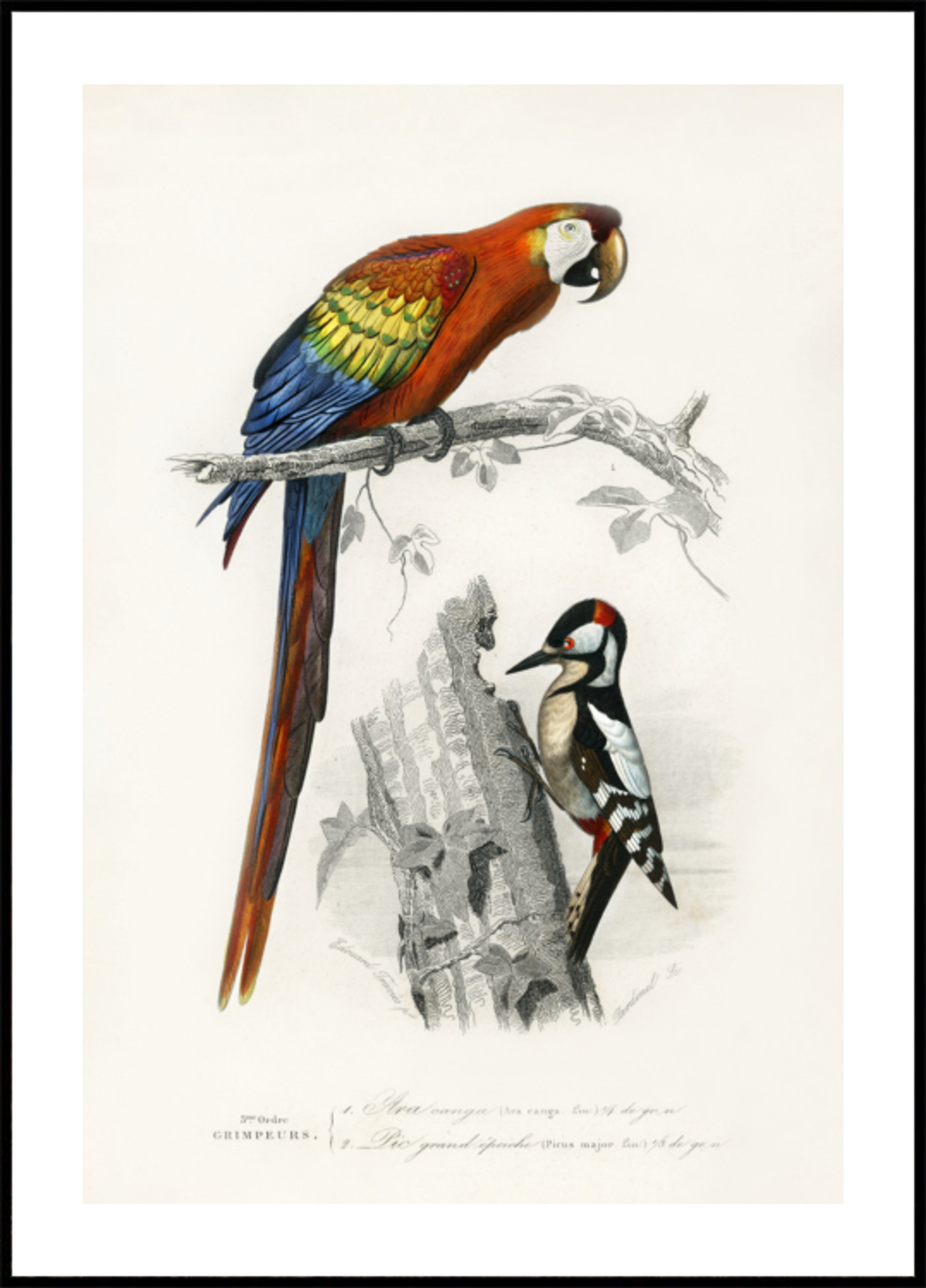 Birds II