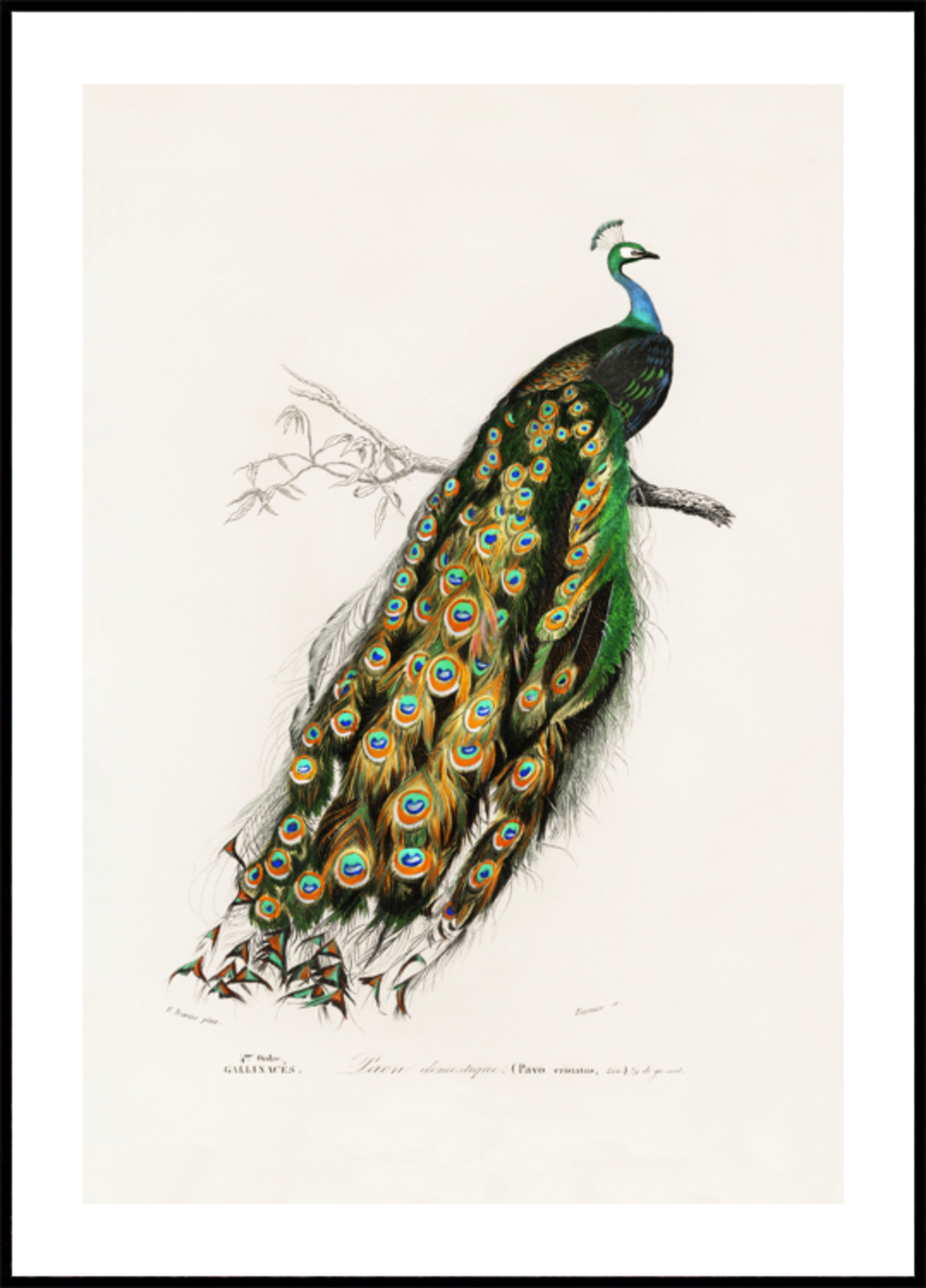 Indian Peafowl Peacock