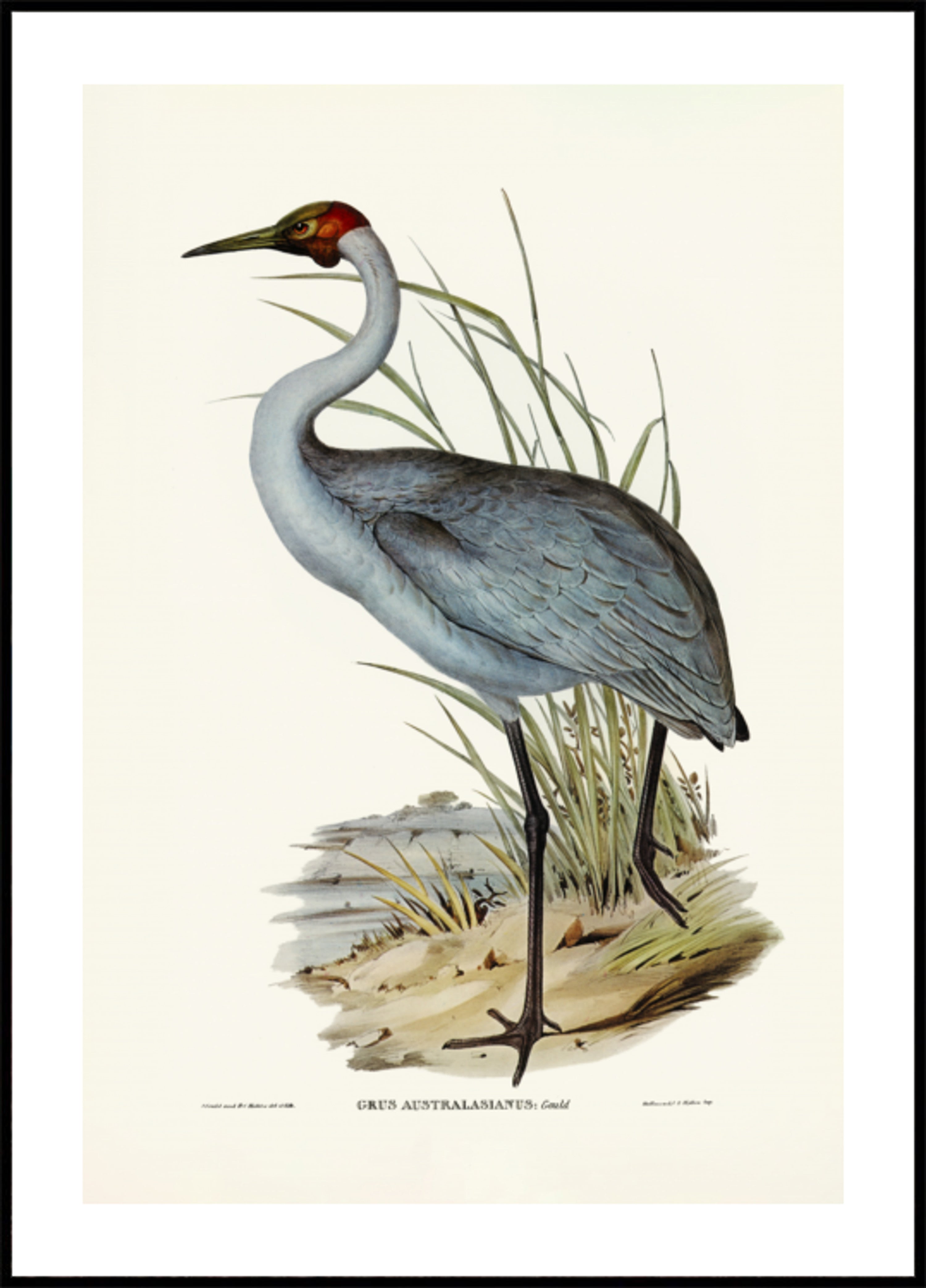 Australian Crane
