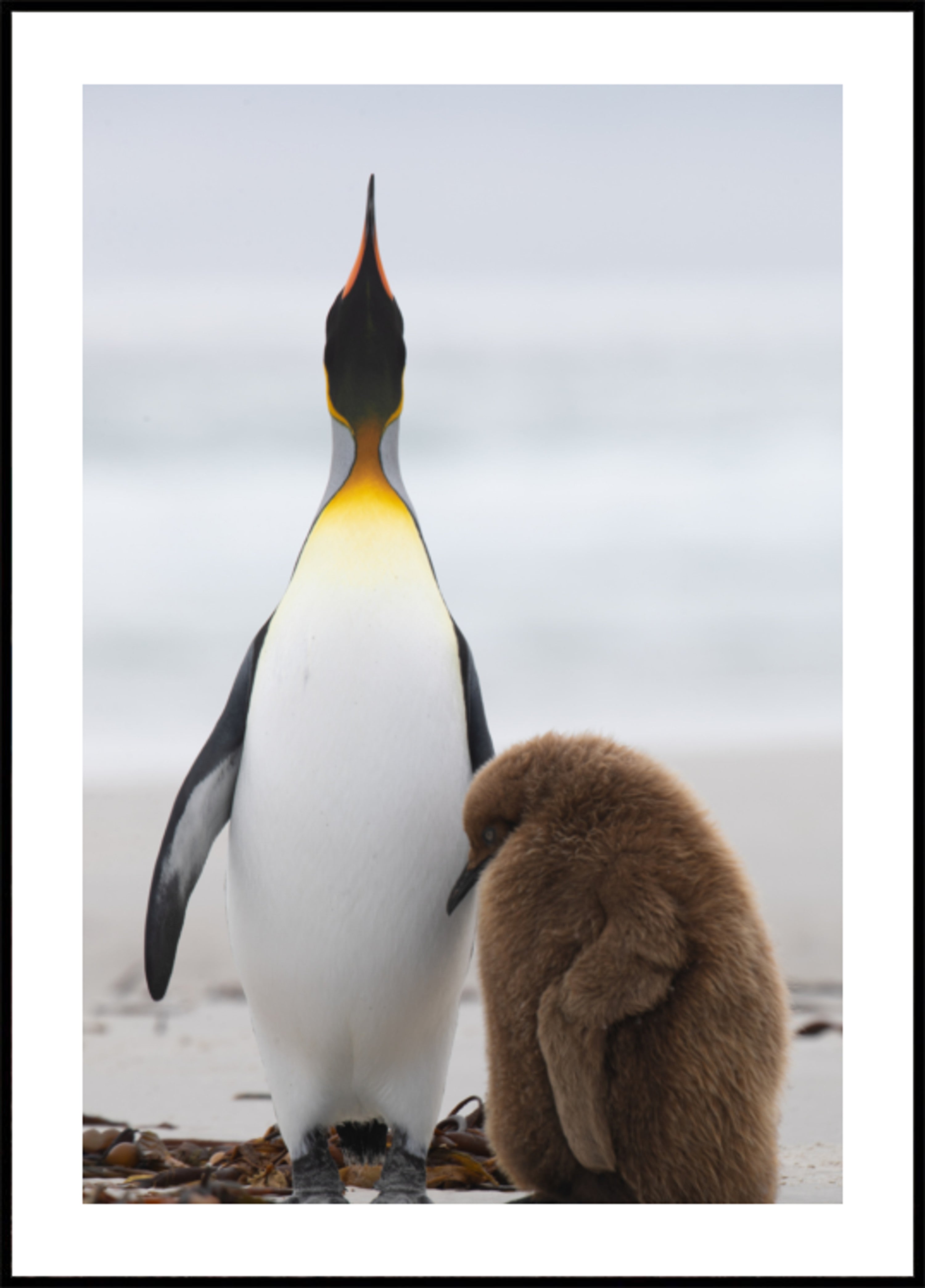 Penguin Family on Beach