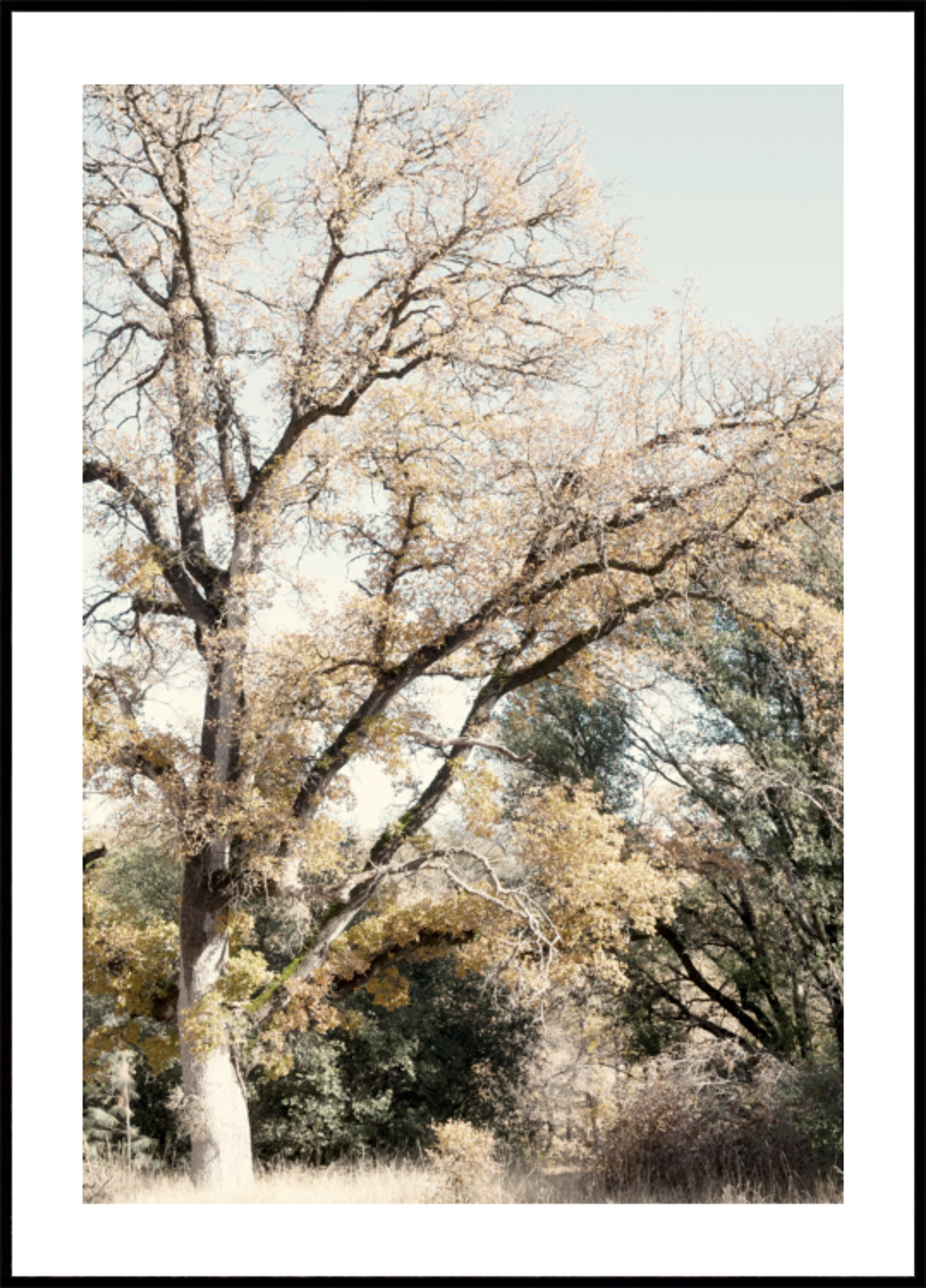 Golden Autumn Woodland