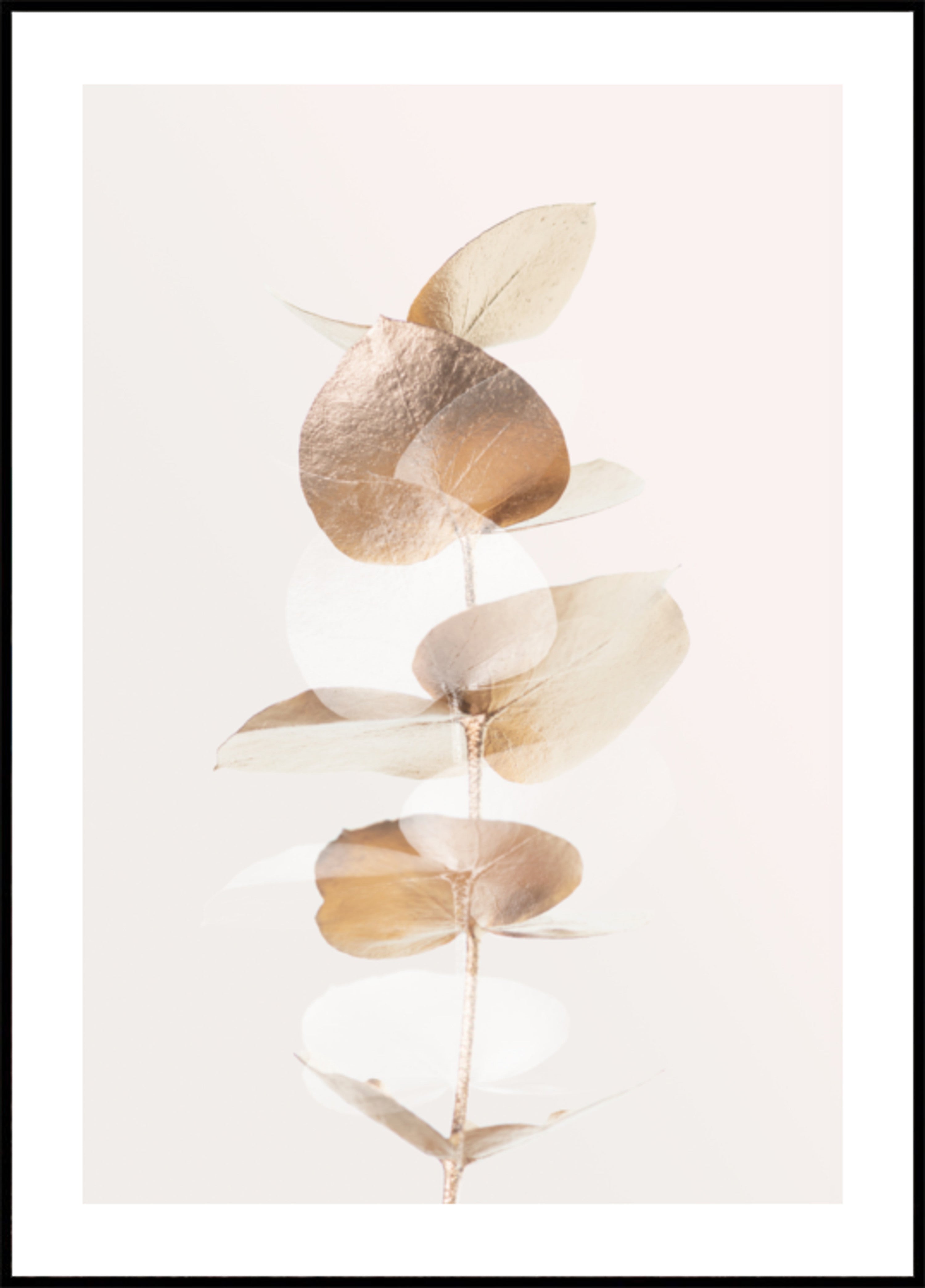 Golden Eucalyptus Branch