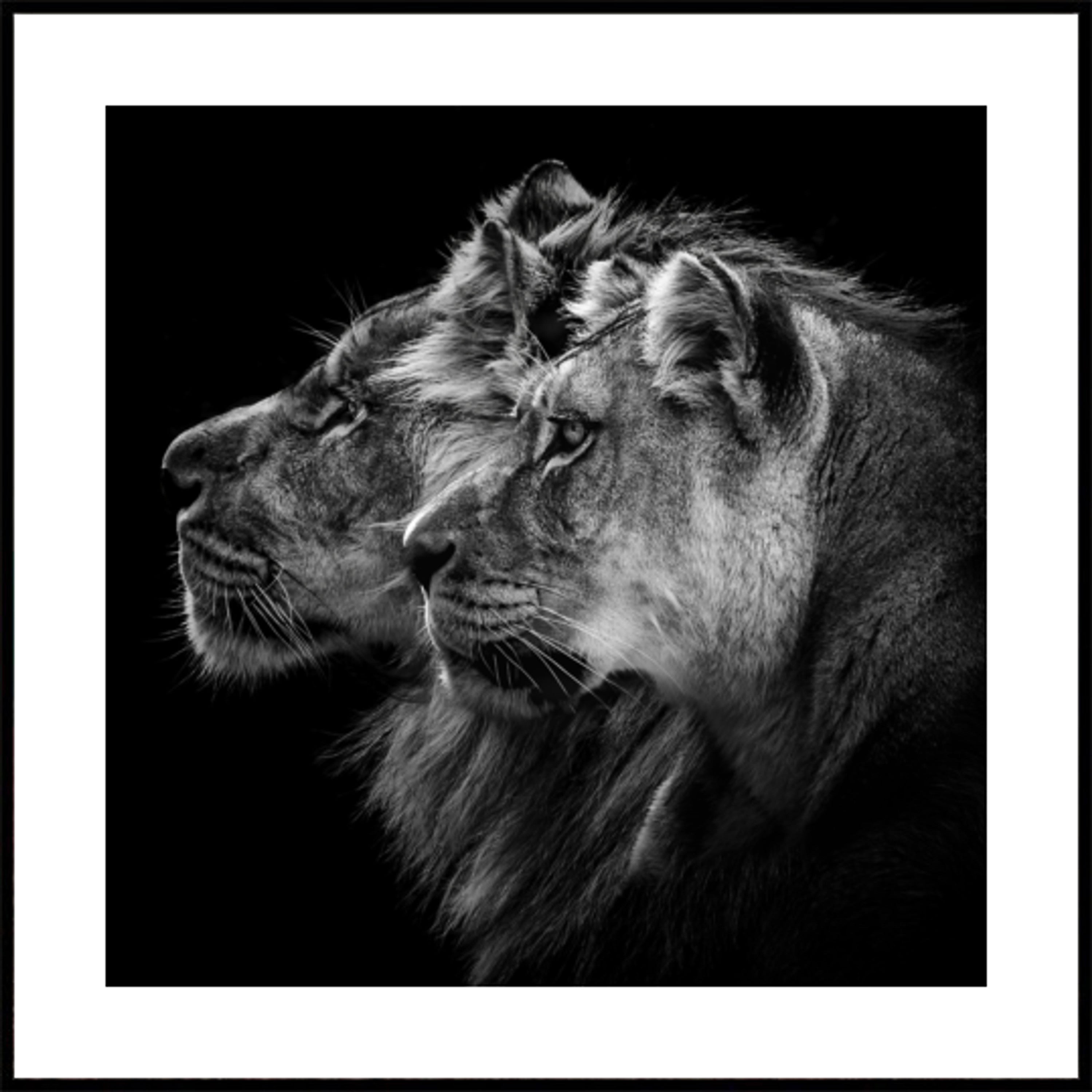 Regal Lion Pair