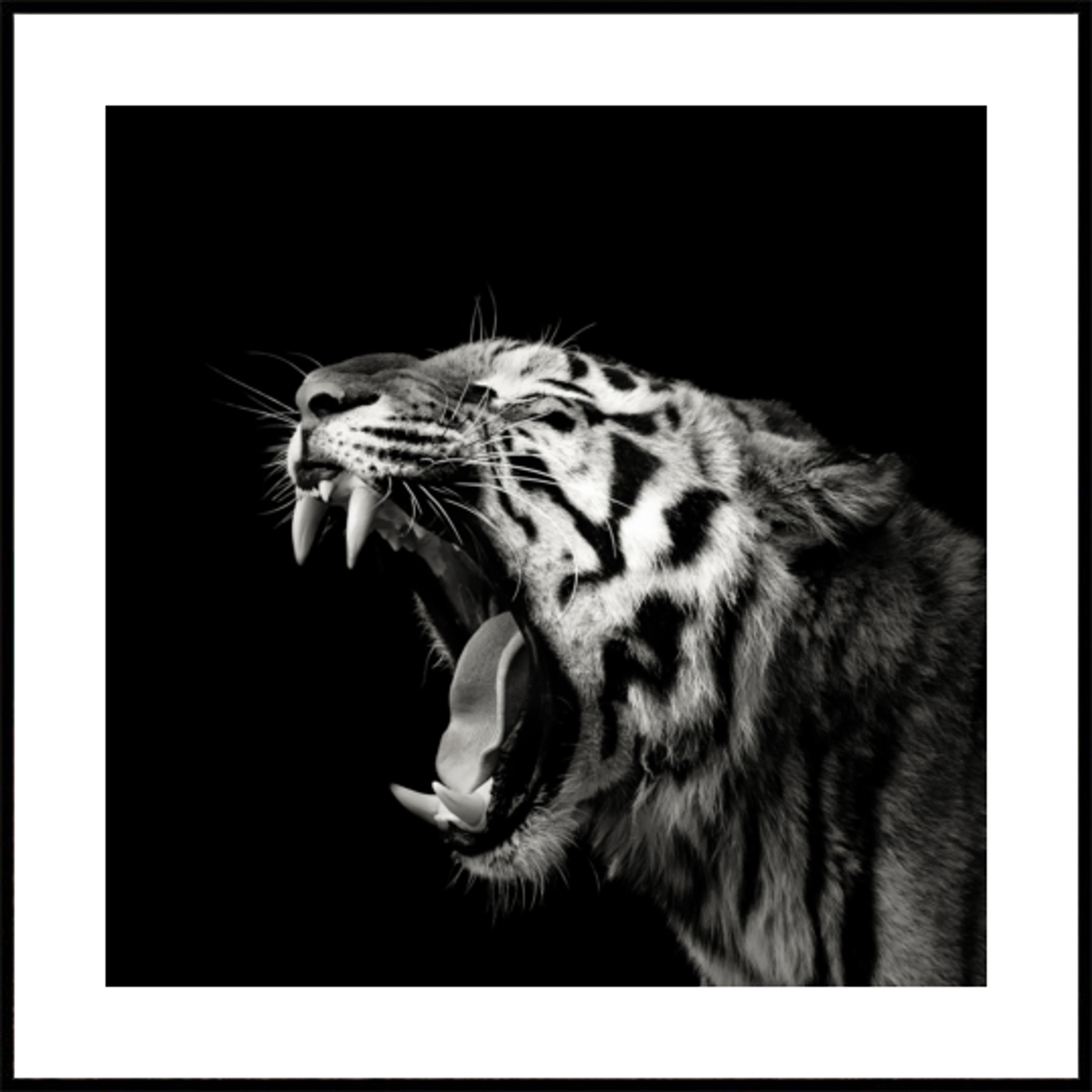 Roaring Tiger Portrait