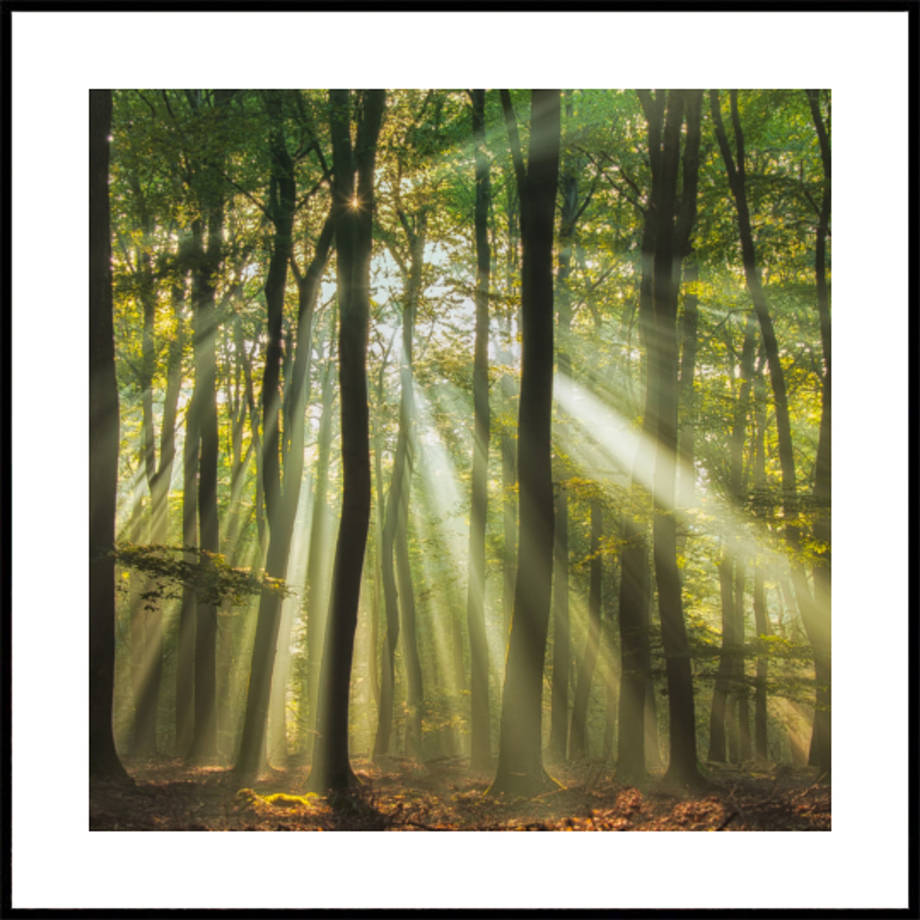 Misty Morning Sunlit Forest