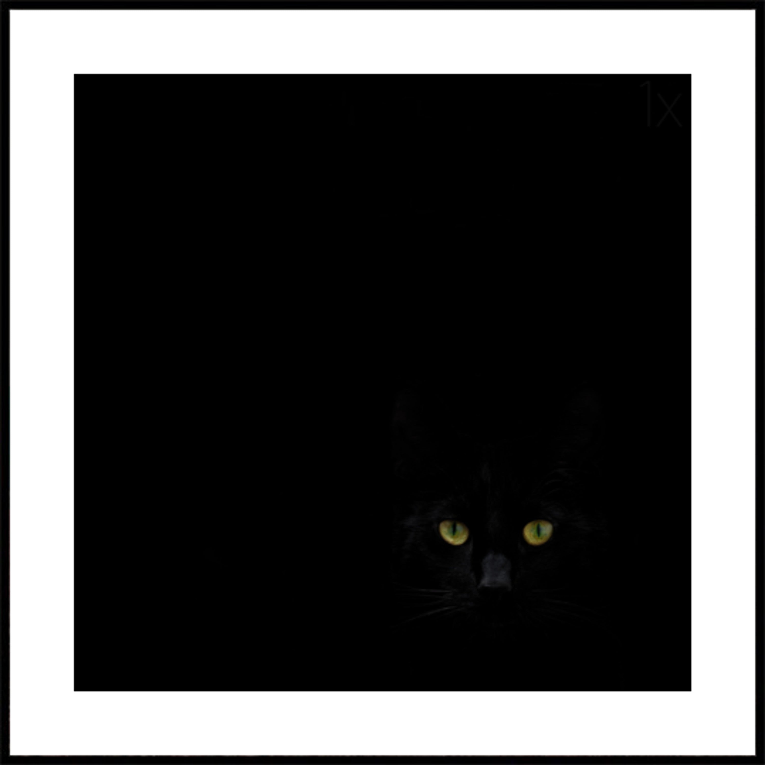 Black Cat's Gaze