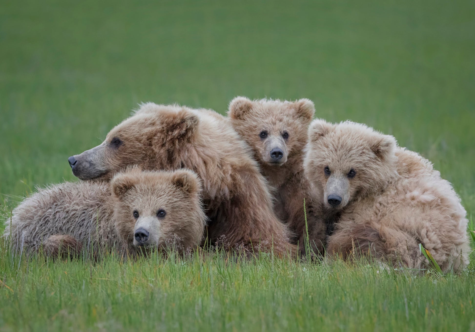 Brown Bear Family