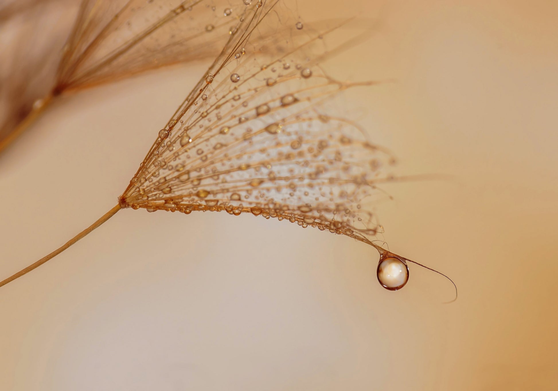 Delicate Dandelion Drop