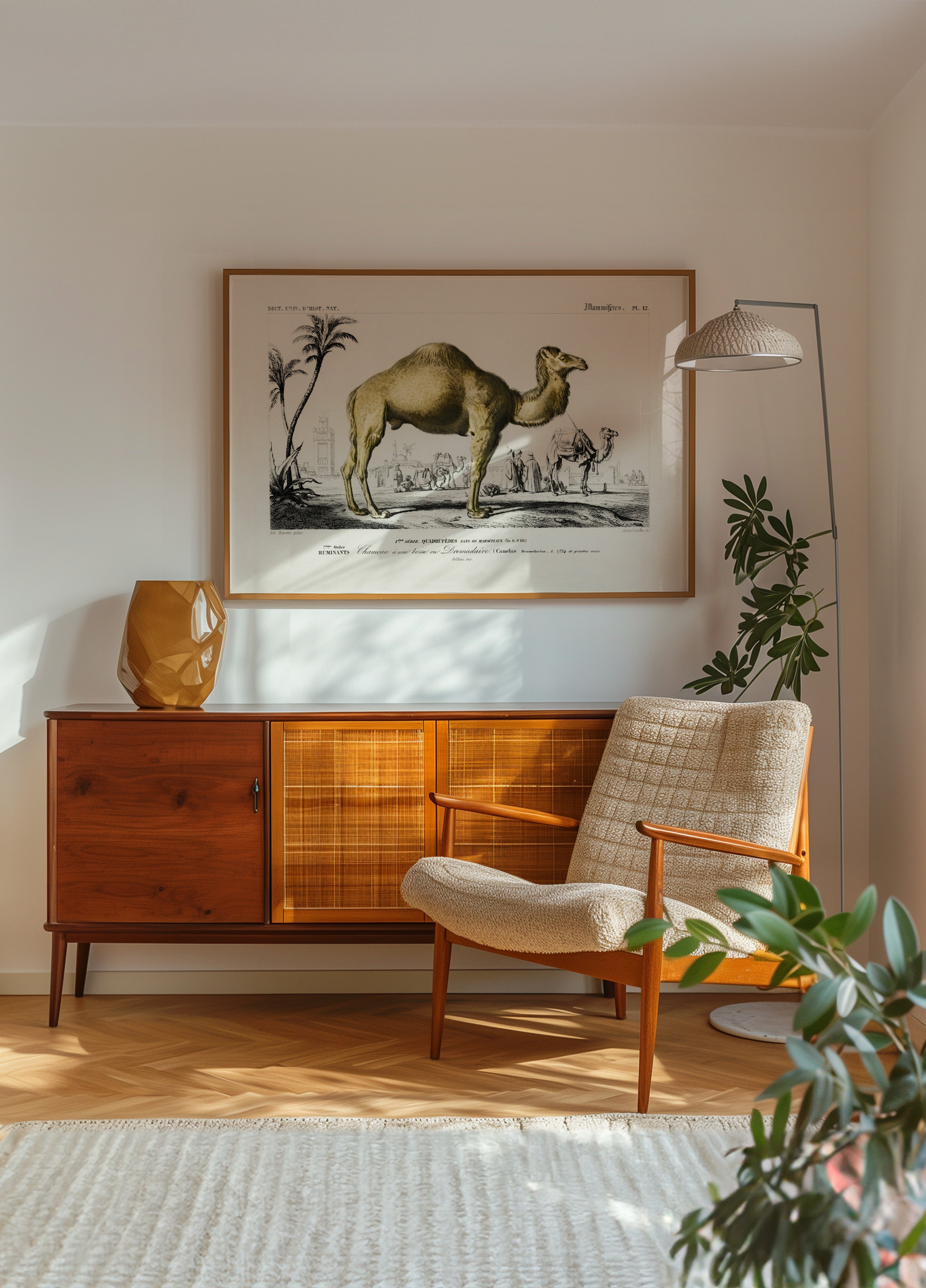 Camel (camelus)
